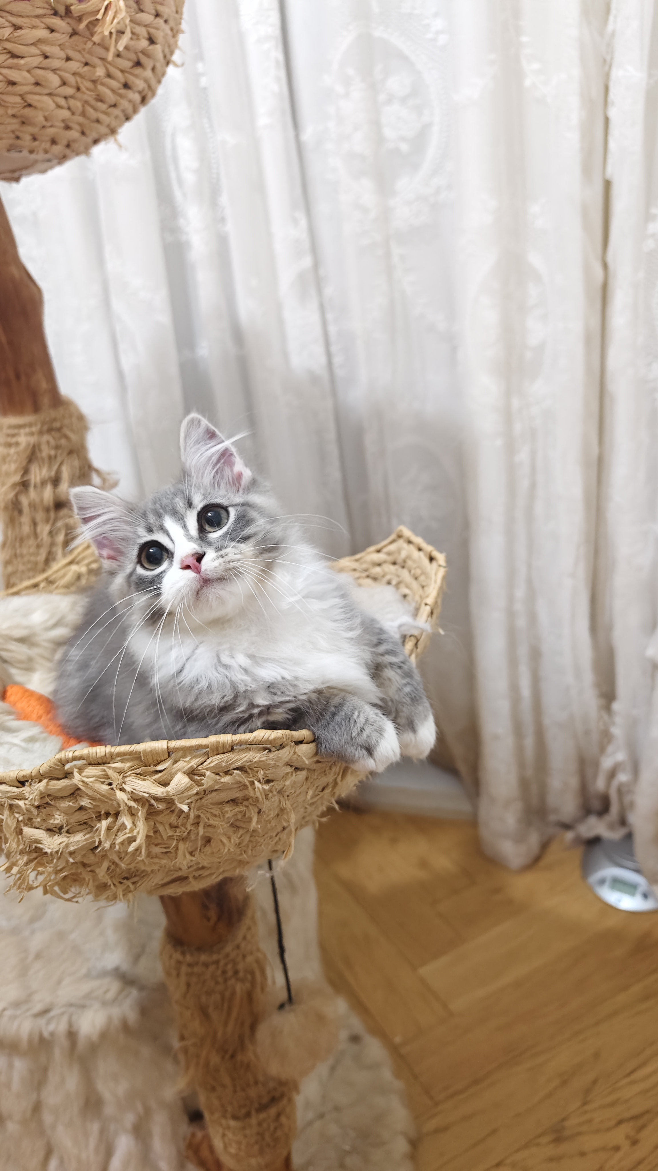 Milo 米洛 4
