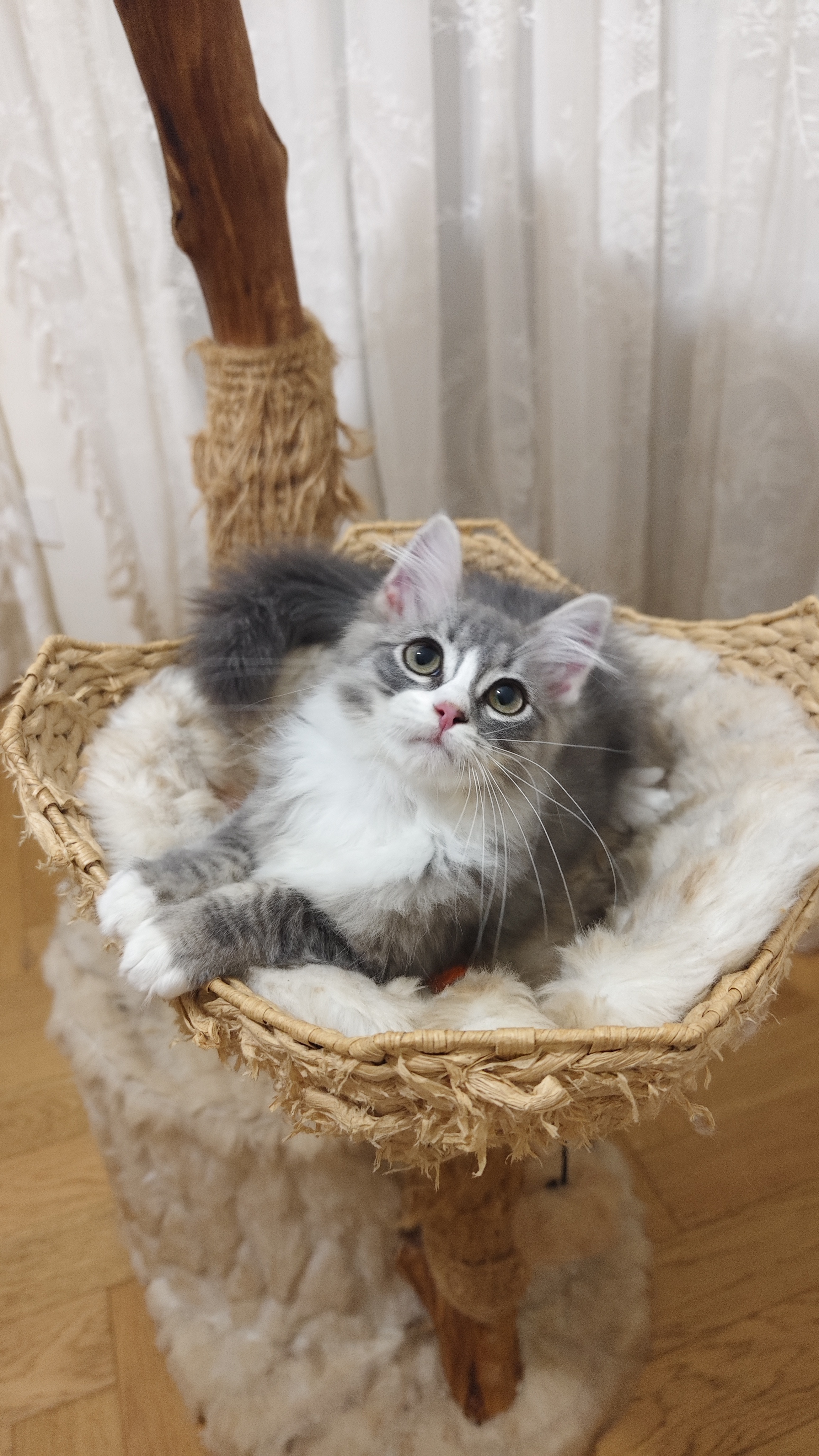 Milo 米洛 6