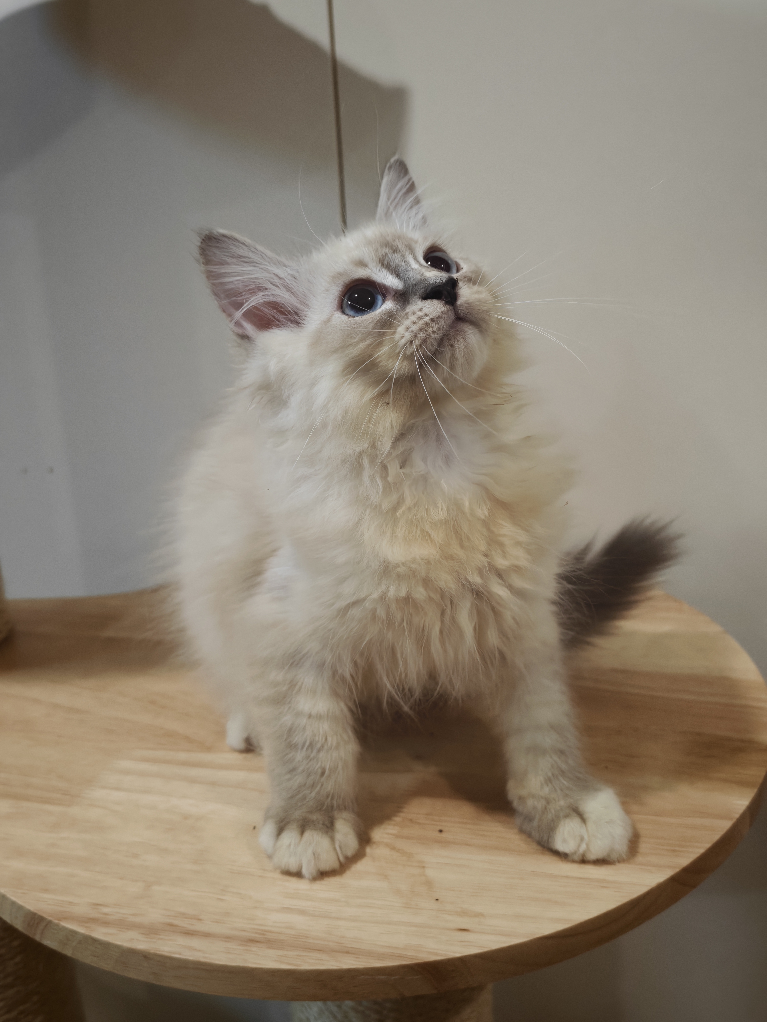 眉眉