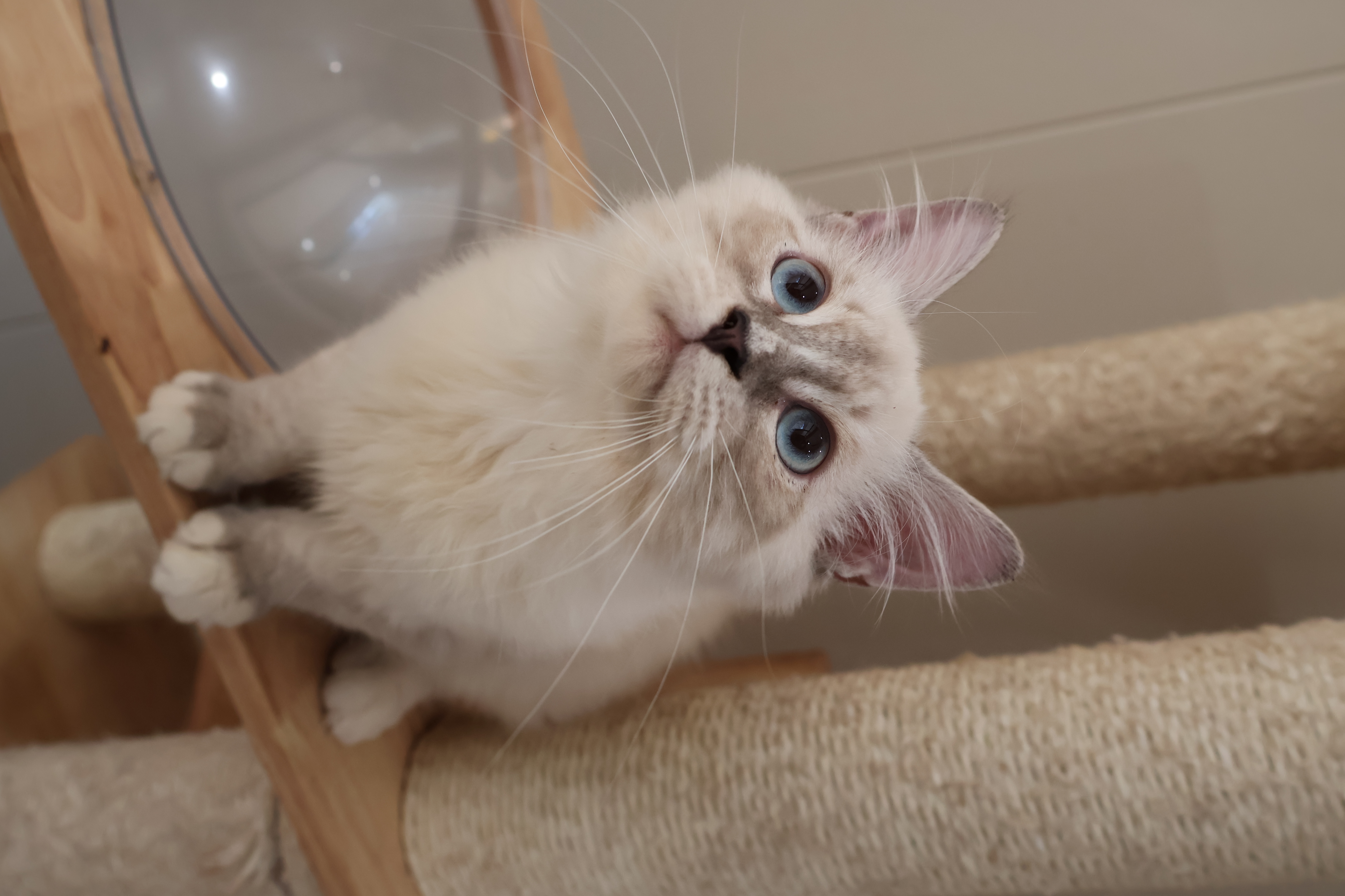 眉眉 3