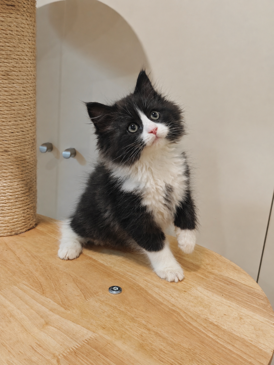 Tux 塔克斯 2