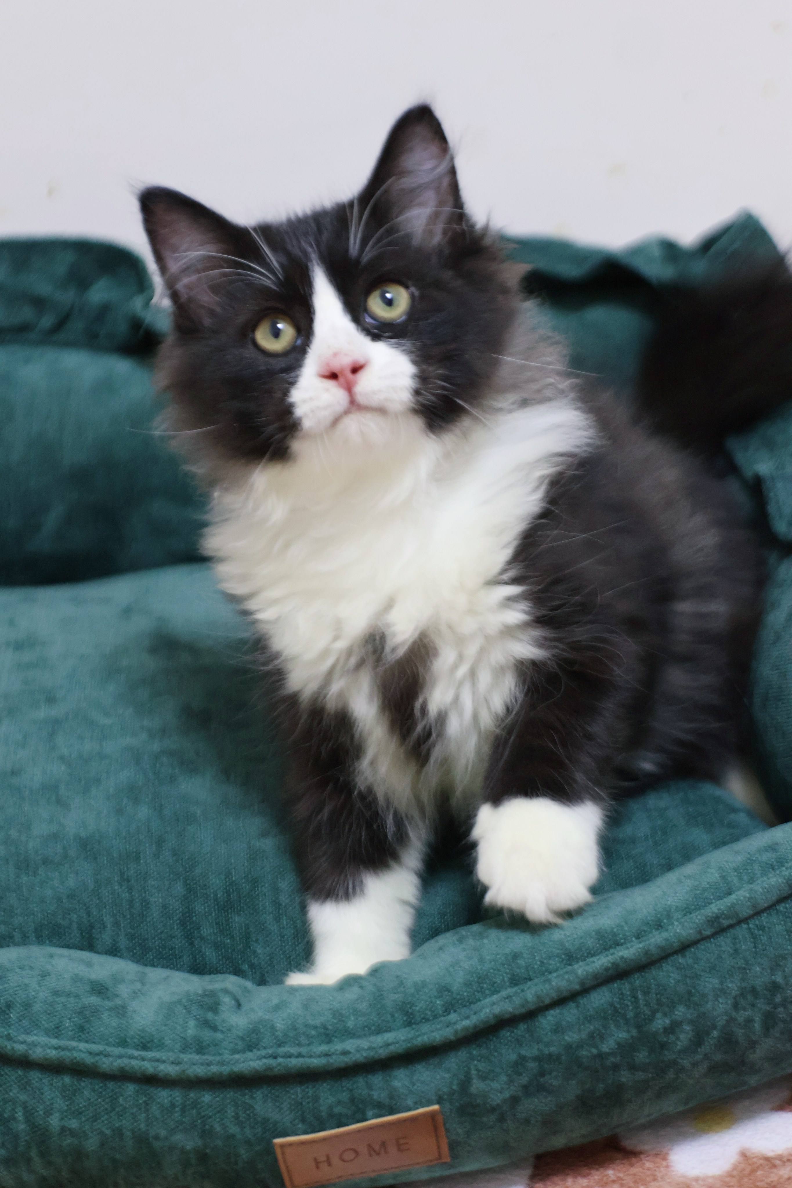 Tux 塔克斯 3
