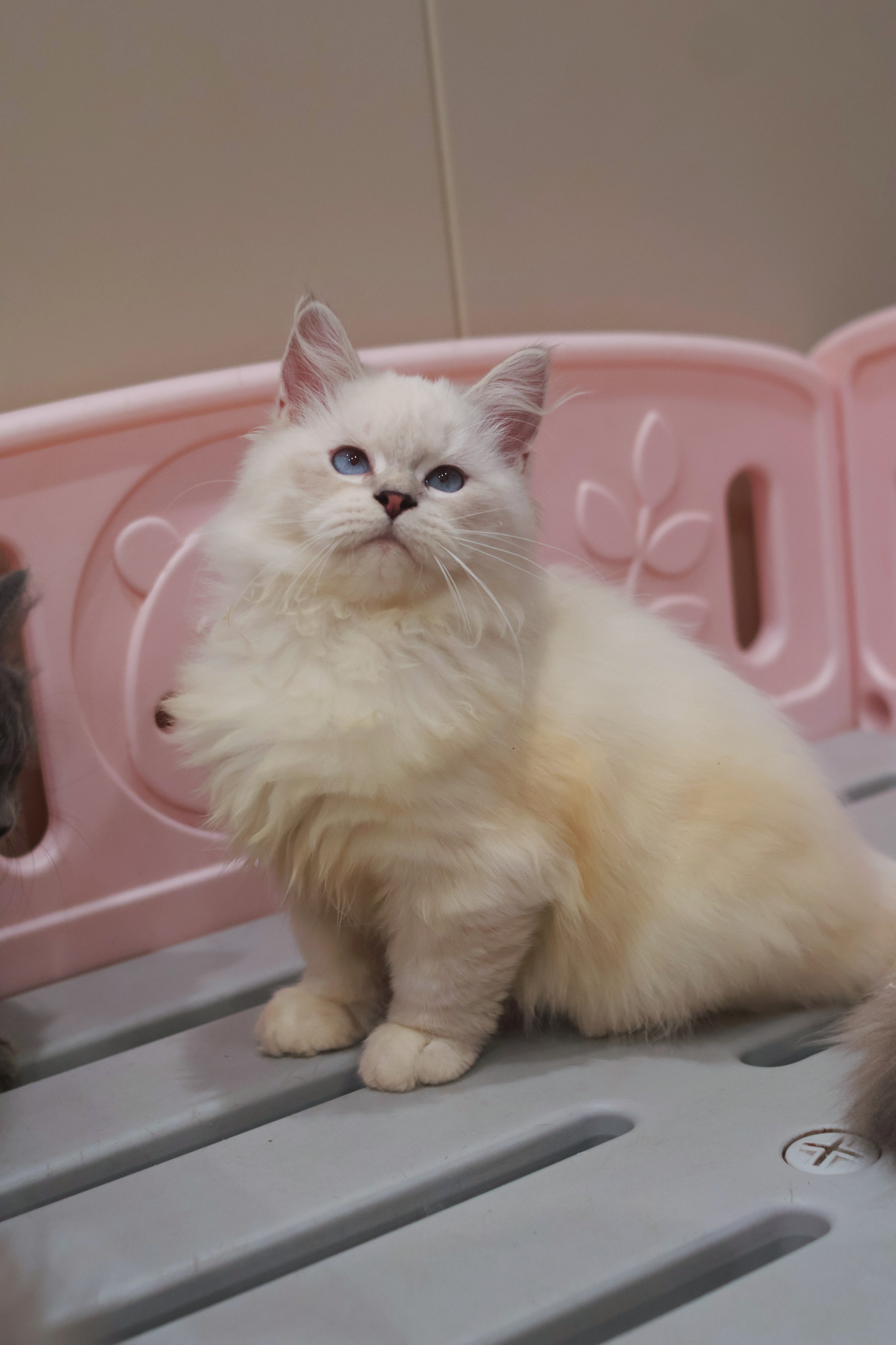 Casper 卡斯珀 2