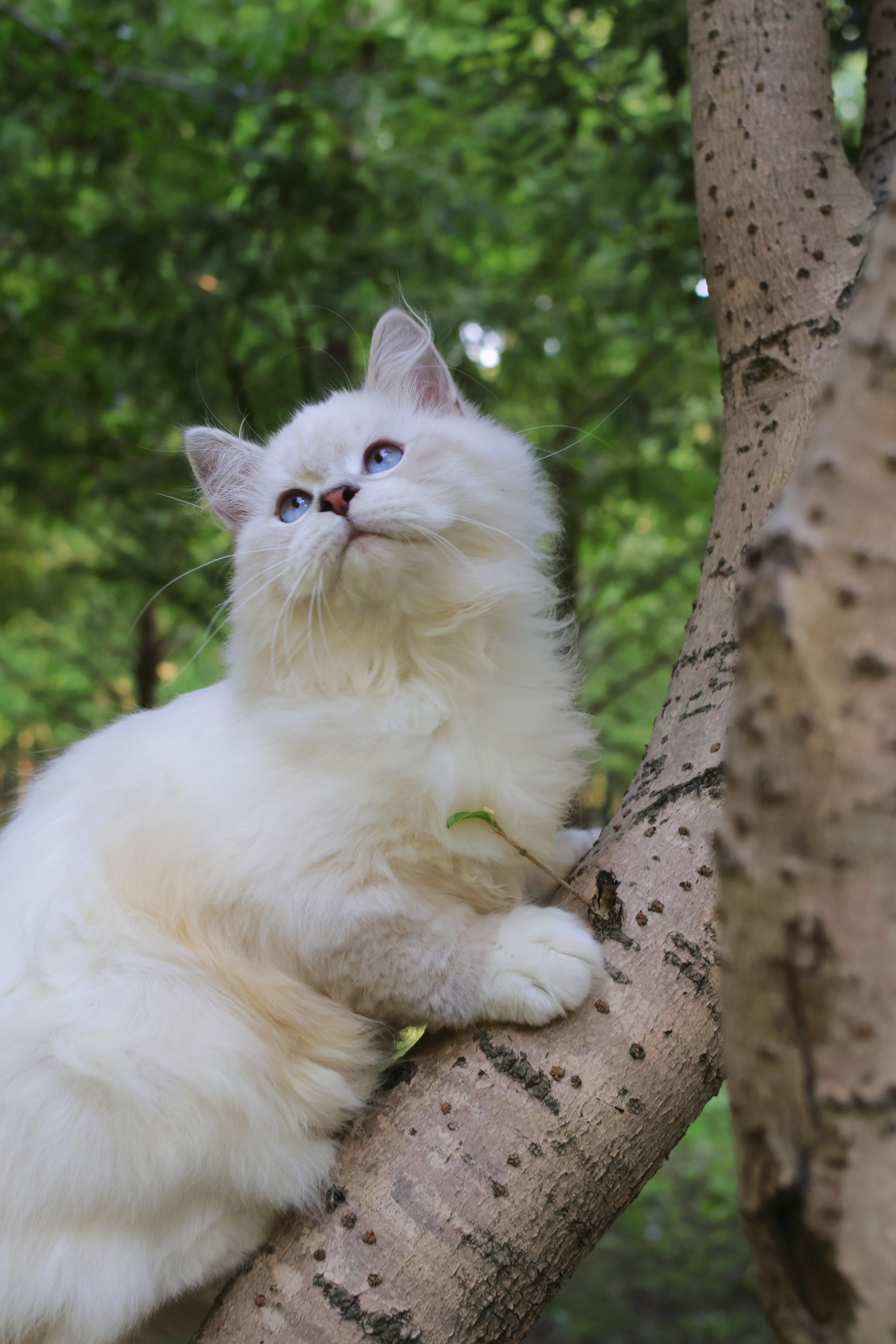 Casper 卡斯珀