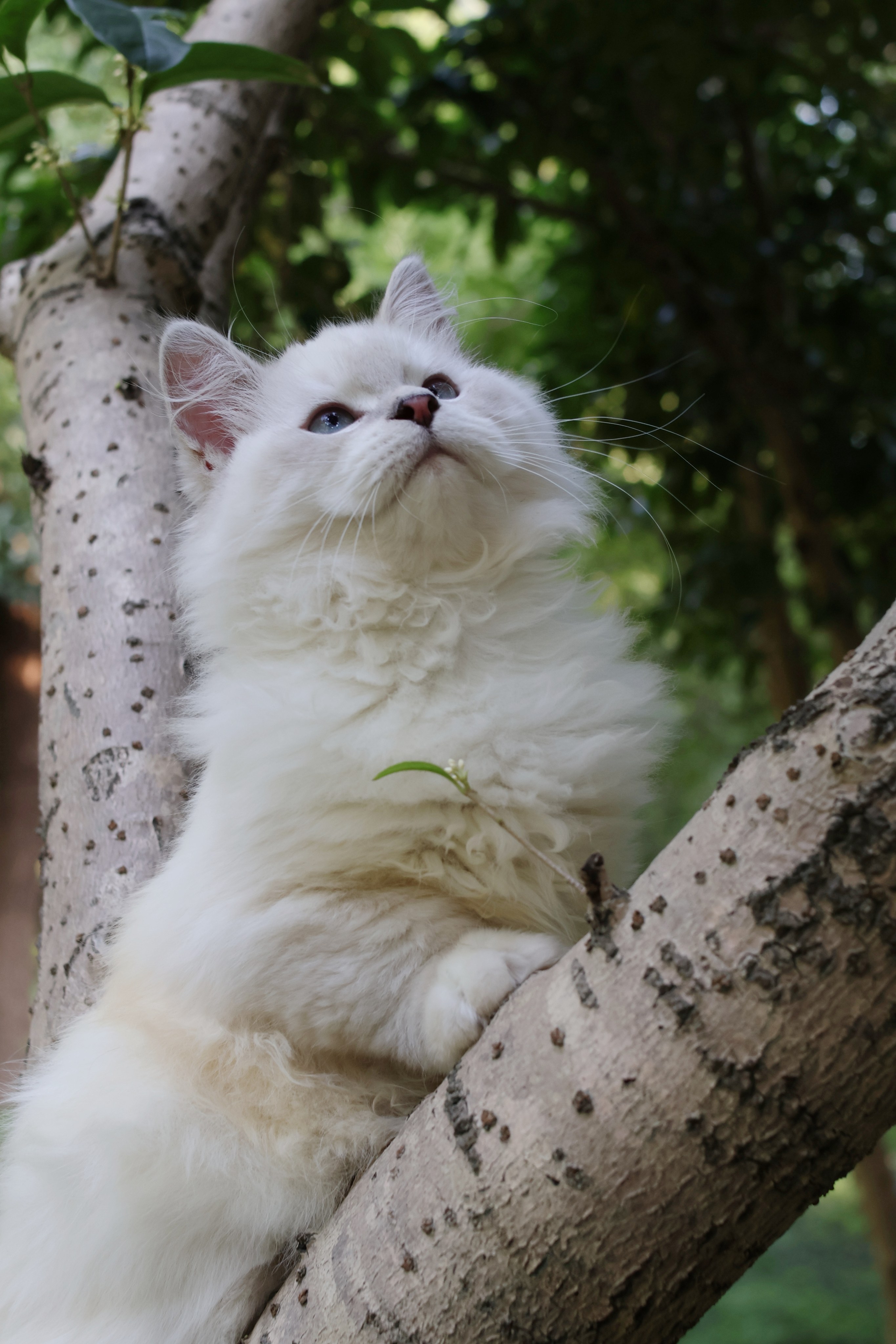 Casper 卡斯珀 5