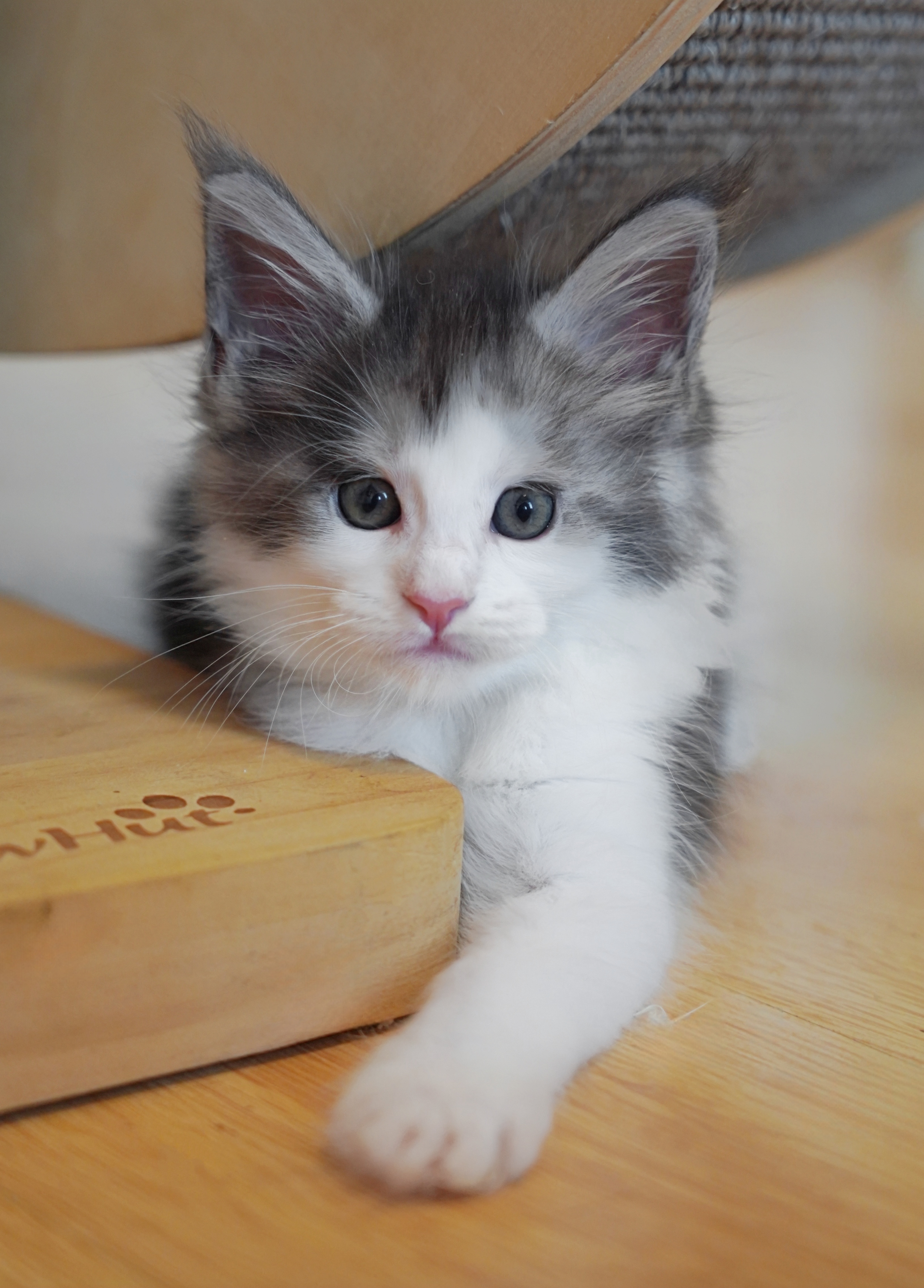 JQCOONS喔喔 照片 3