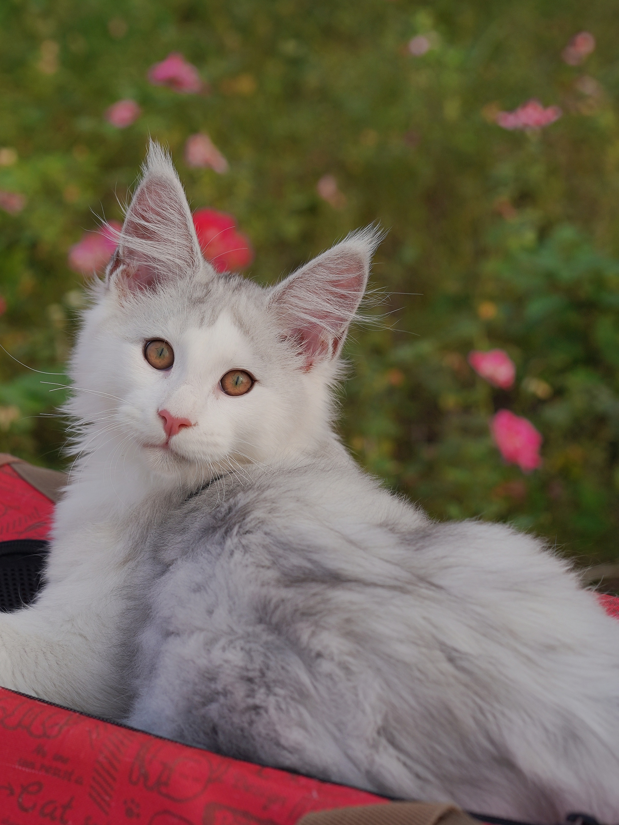 JQCOONS 依古比古 照片 2