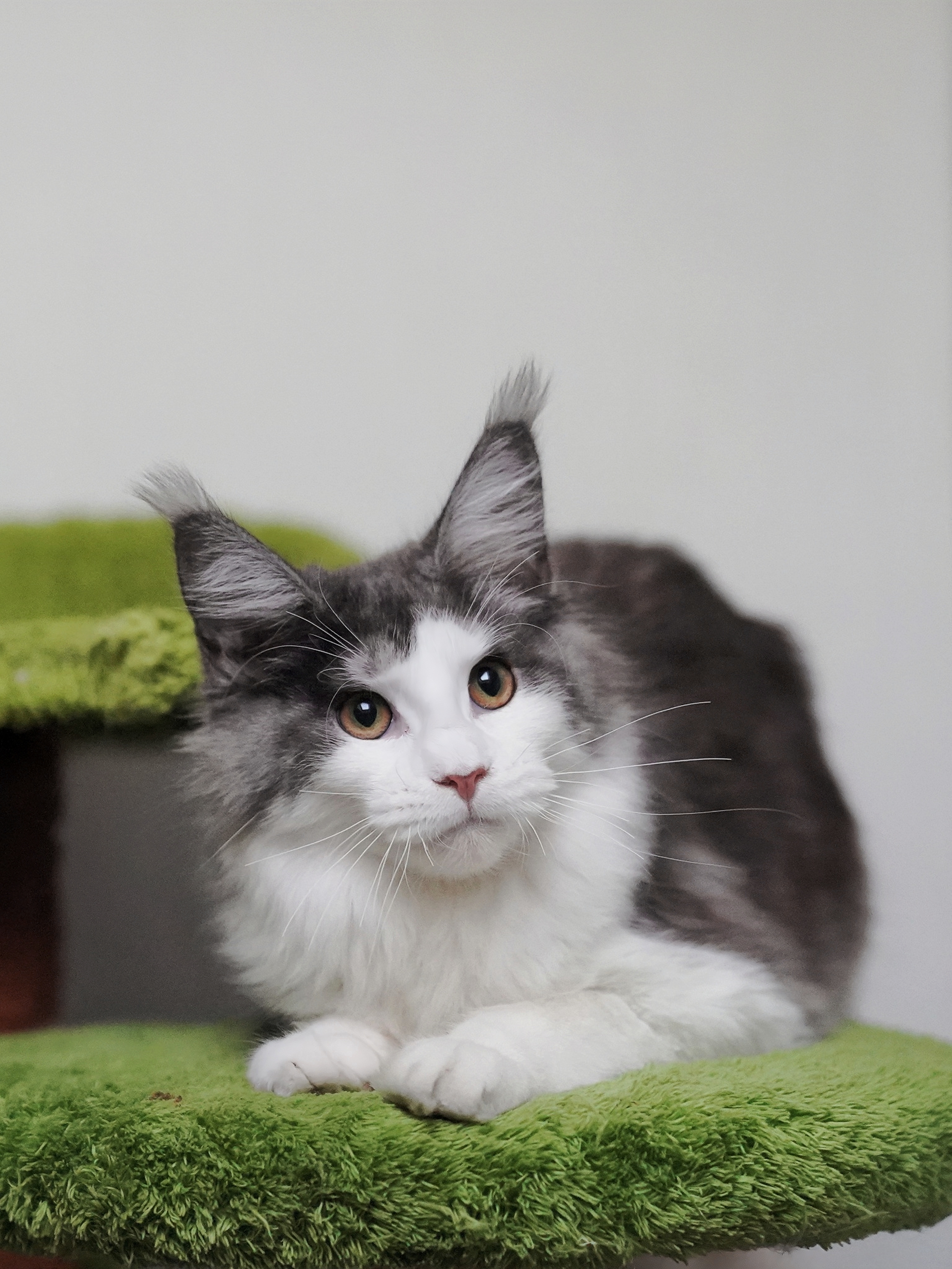 JQCOONS喔喔 照片 2