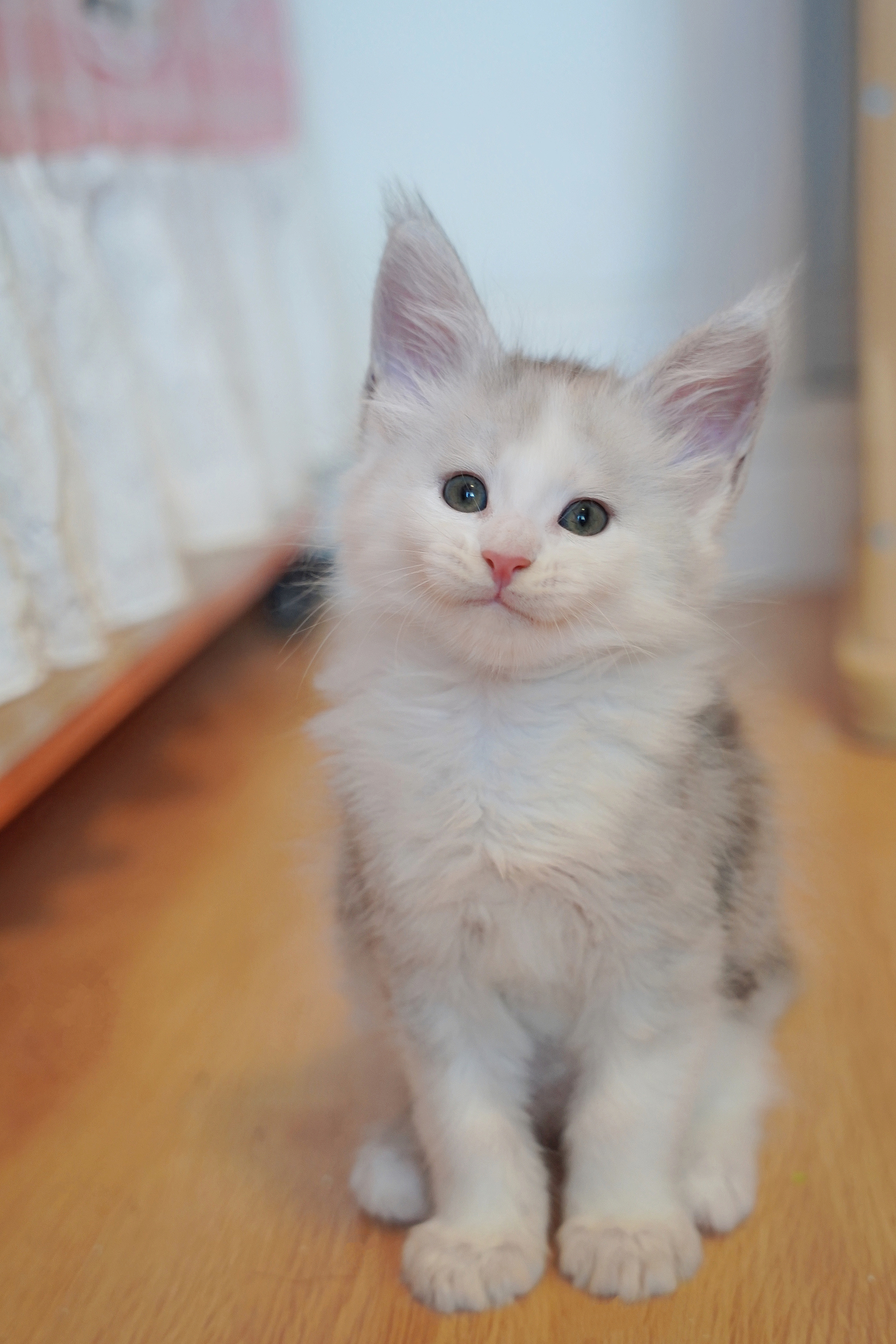 JQCOONS 依古比古 照片 6