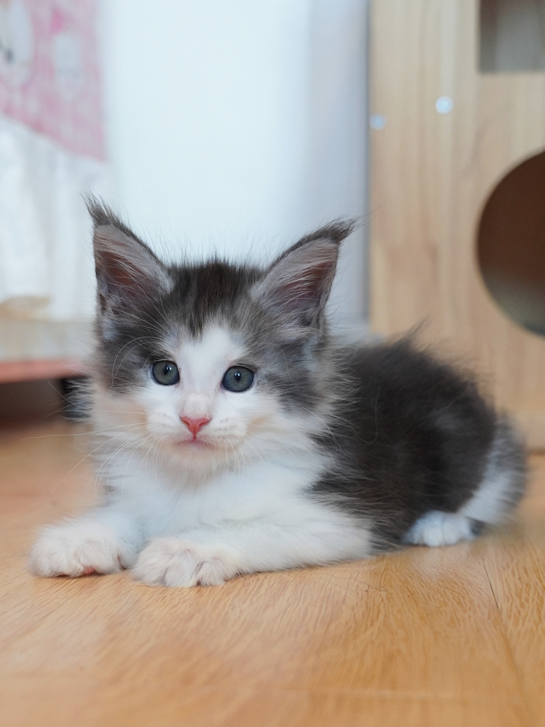 JQCOONS喔喔 照片 4