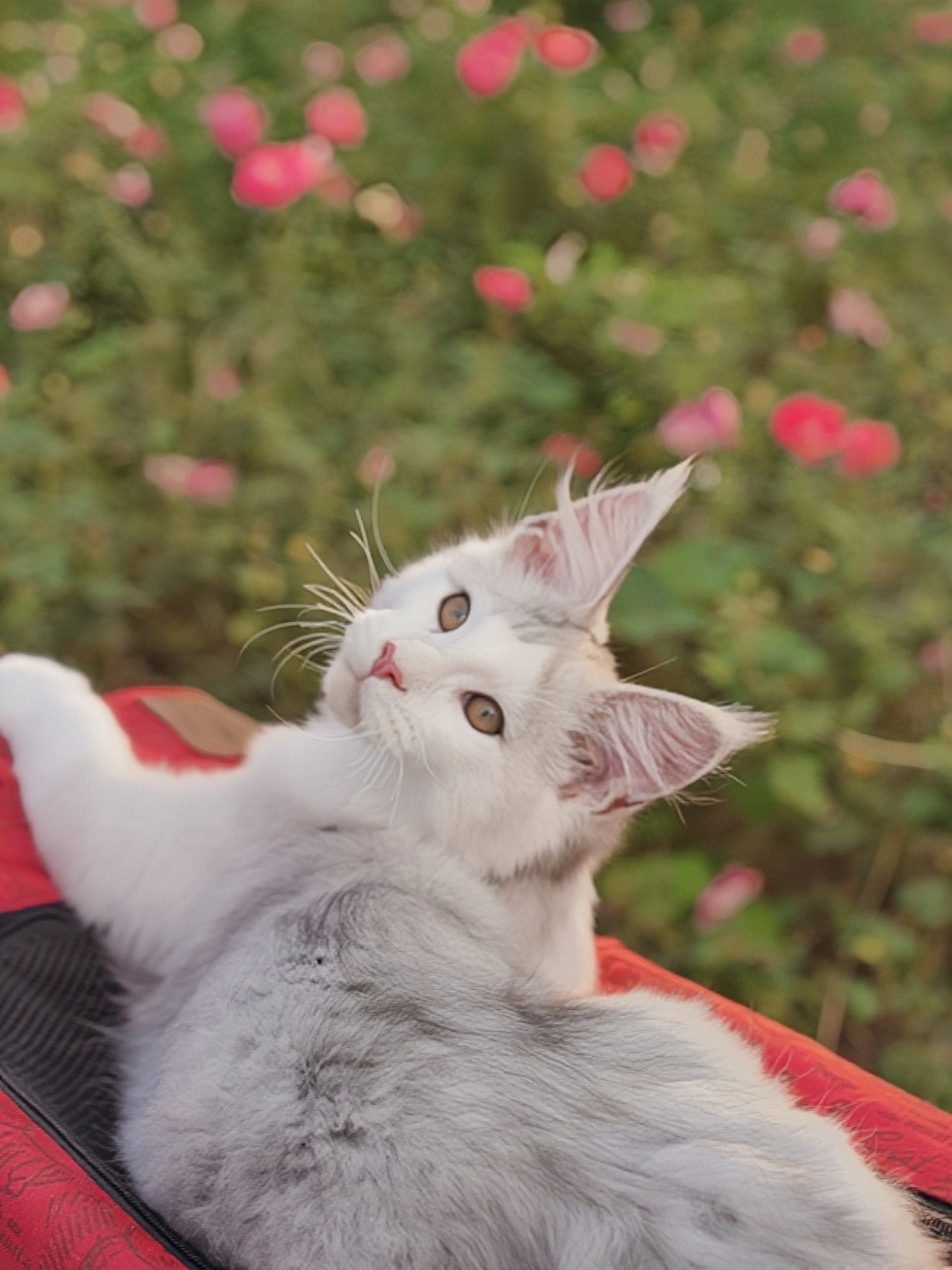 JQCOONS 依古比古