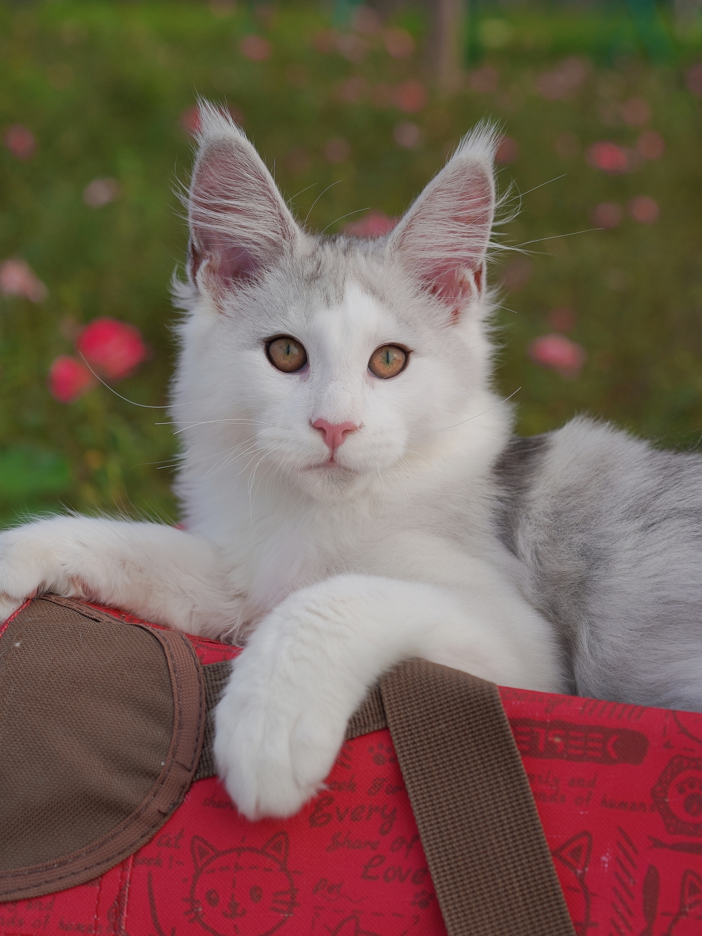 JQCOONS 依古比古 照片 4