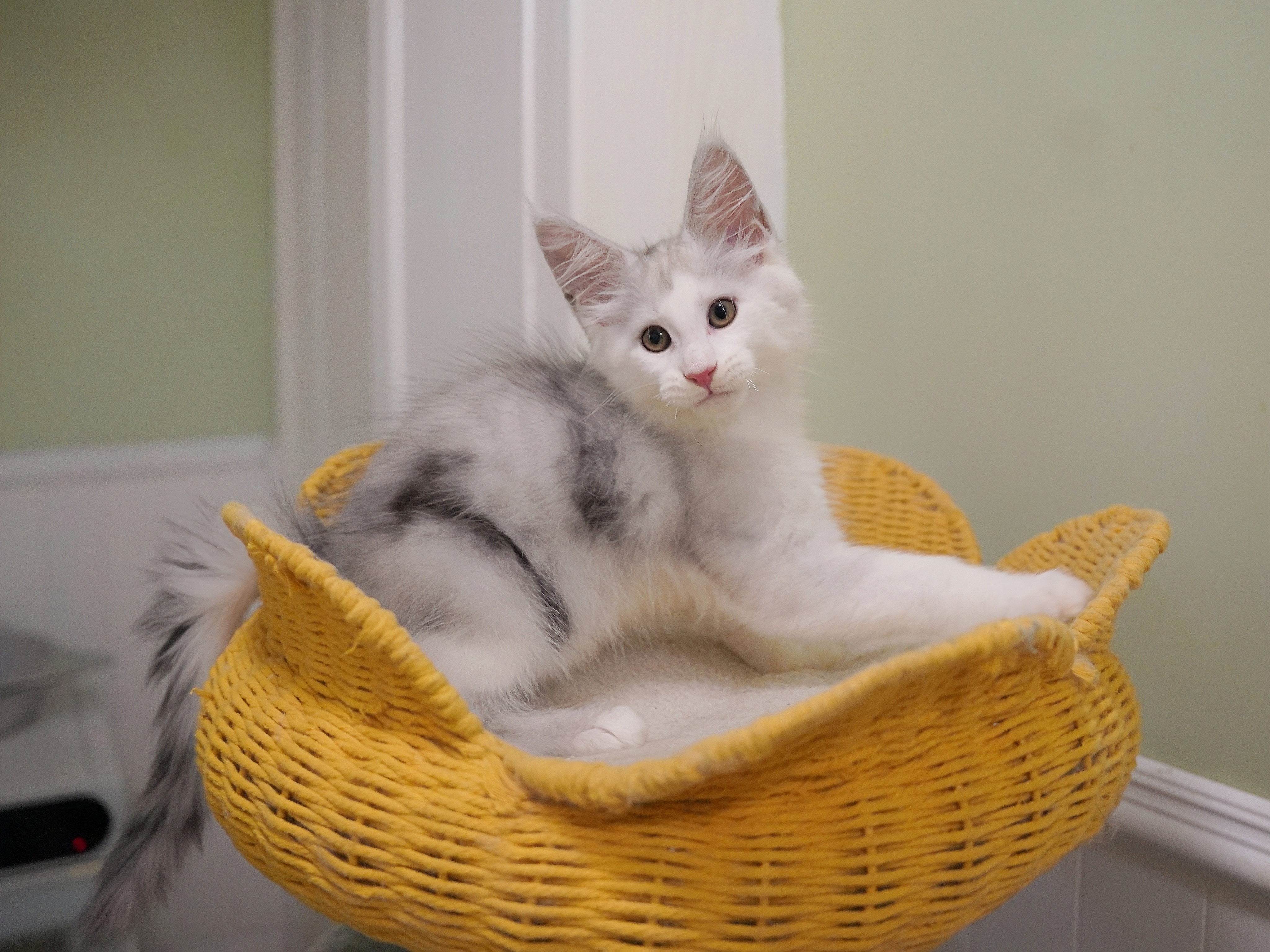 JQCOONS 依古比古 照片 5