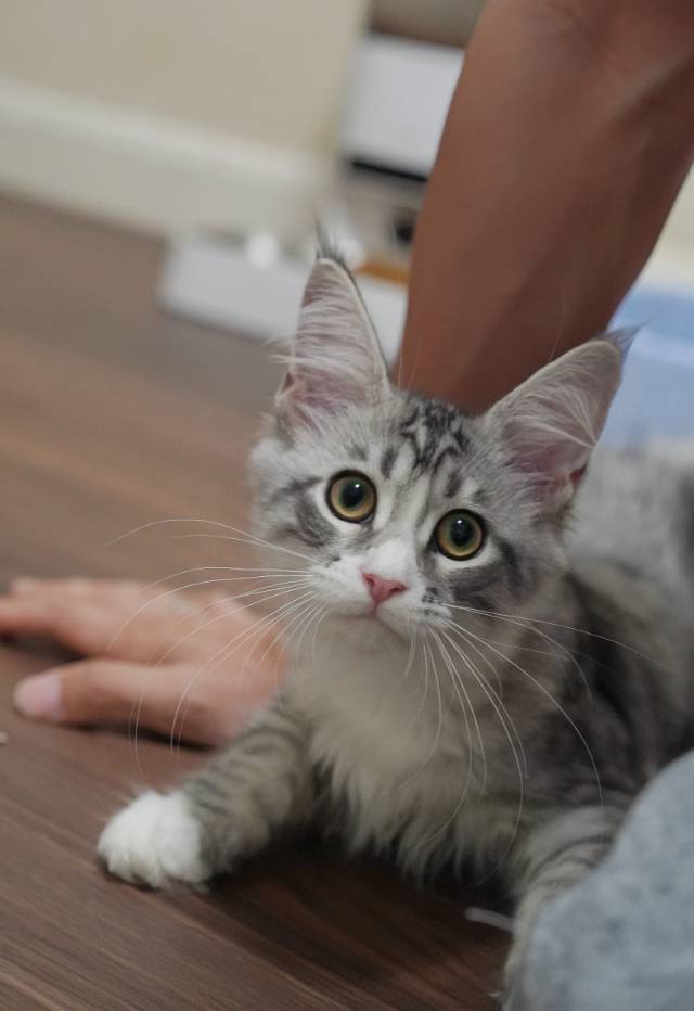 玛尼 2