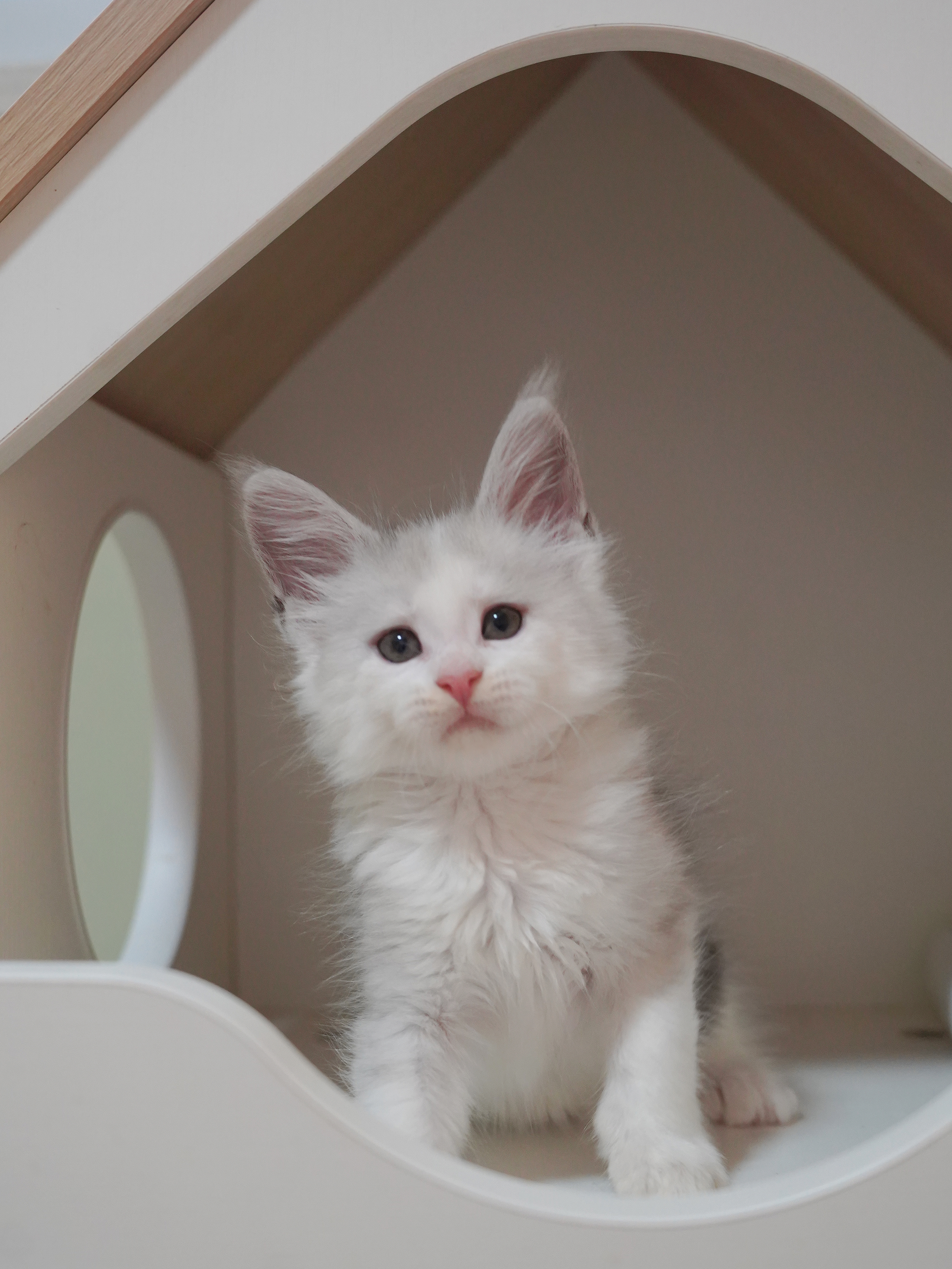 JQCOONS 依古比古 照片 8