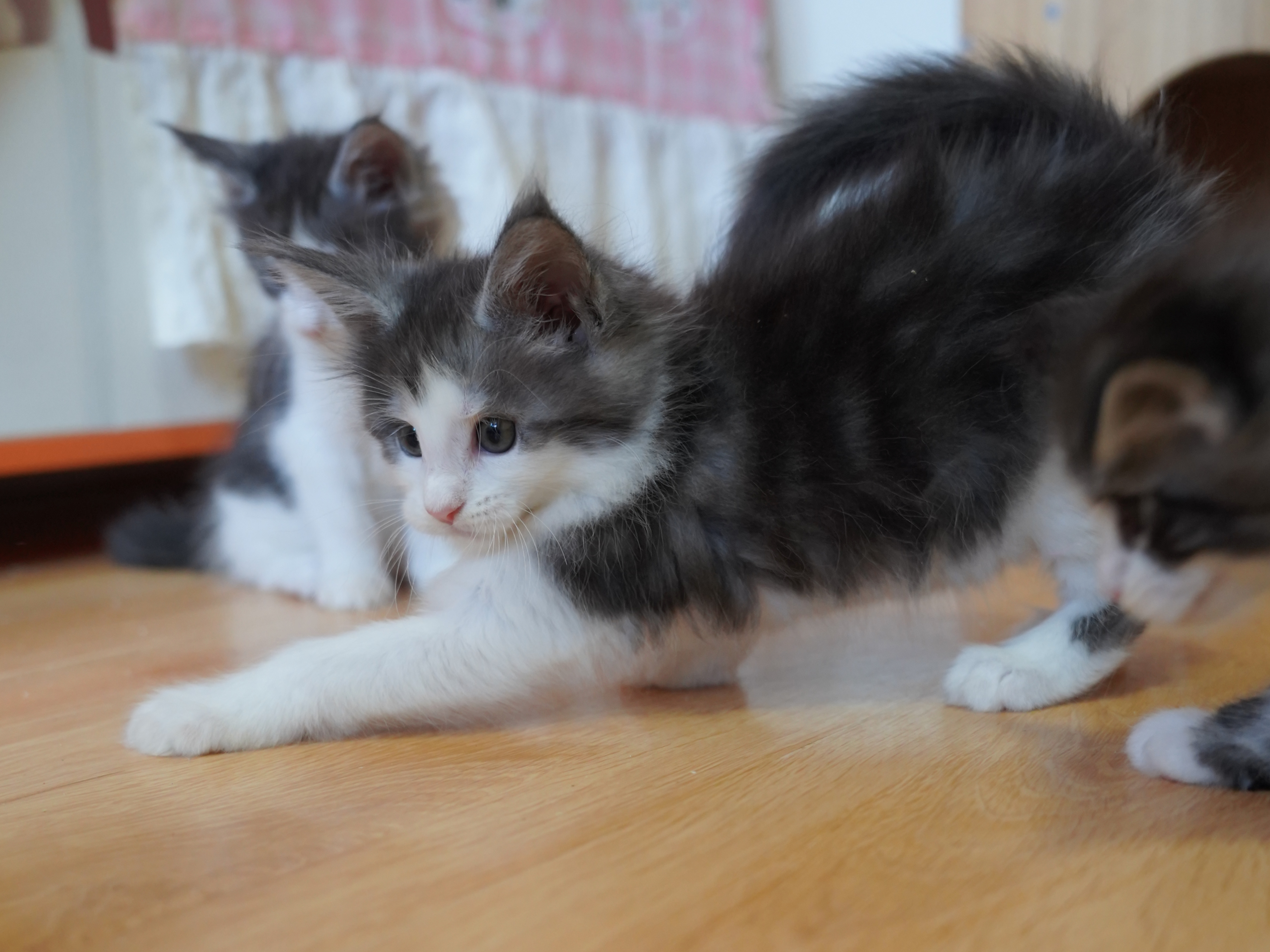 JQCOONS喔喔 照片 5