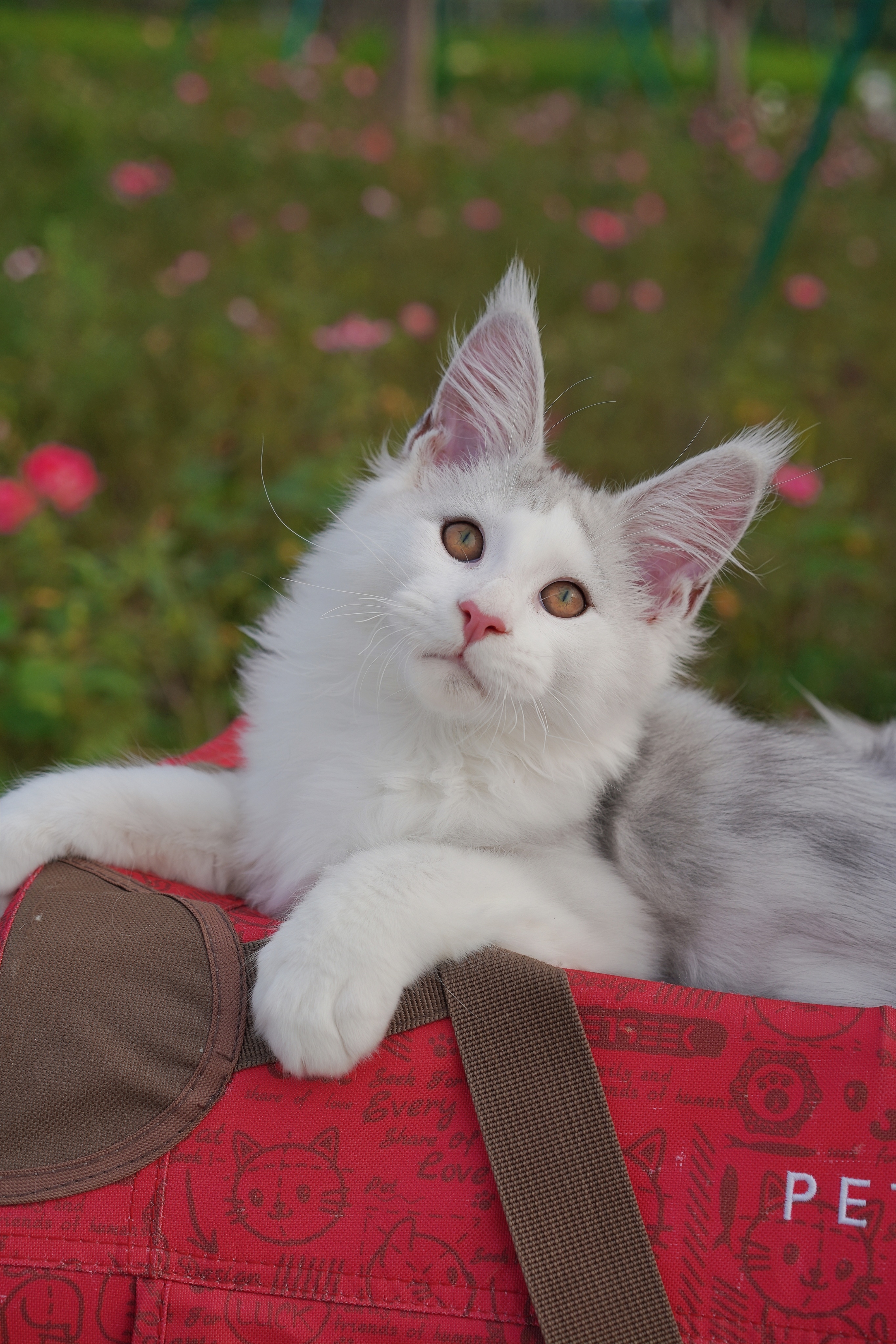 JQCOONS 依古比古 照片 3