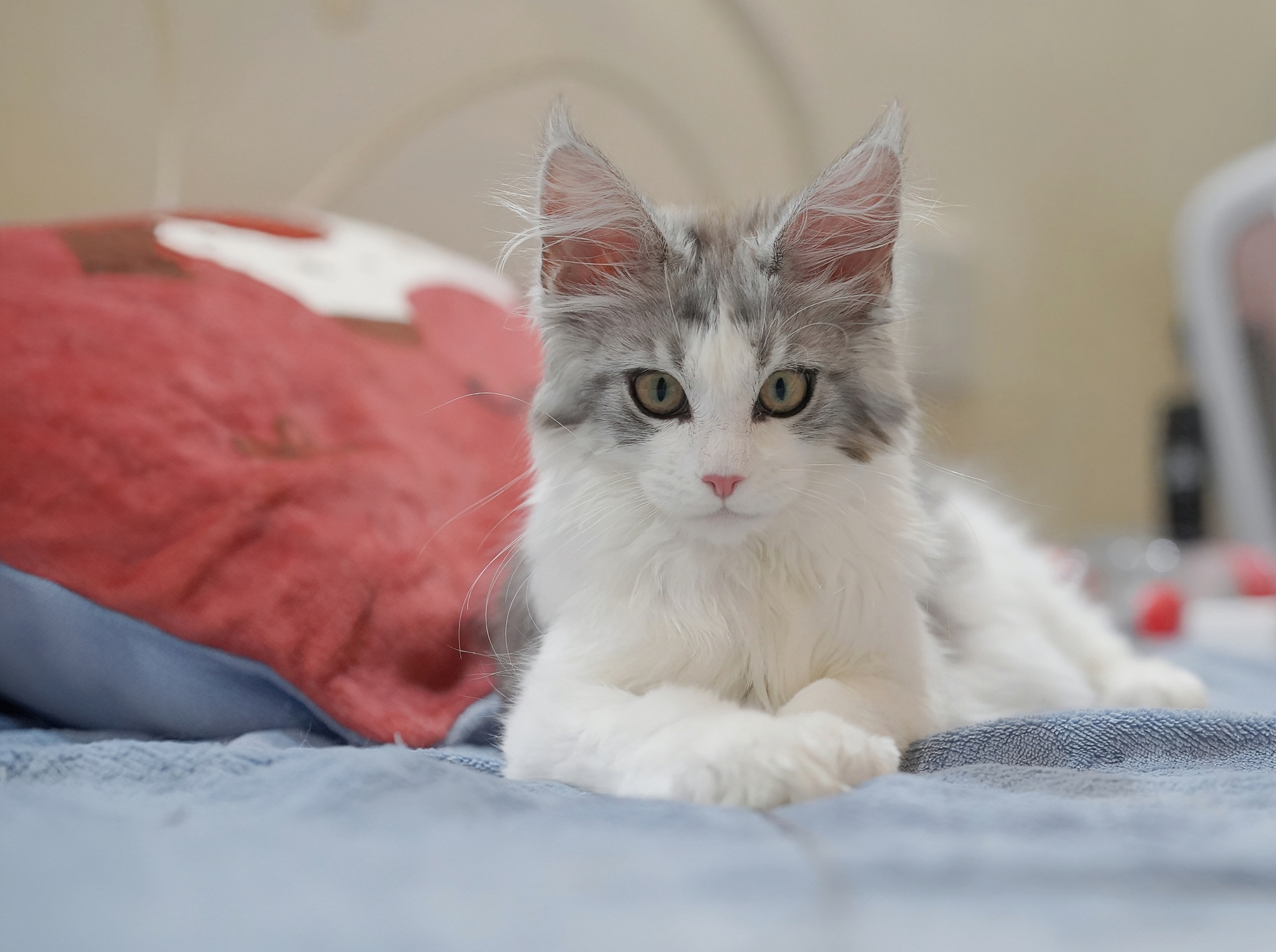 JQCOONS杰芹缅因猫舍