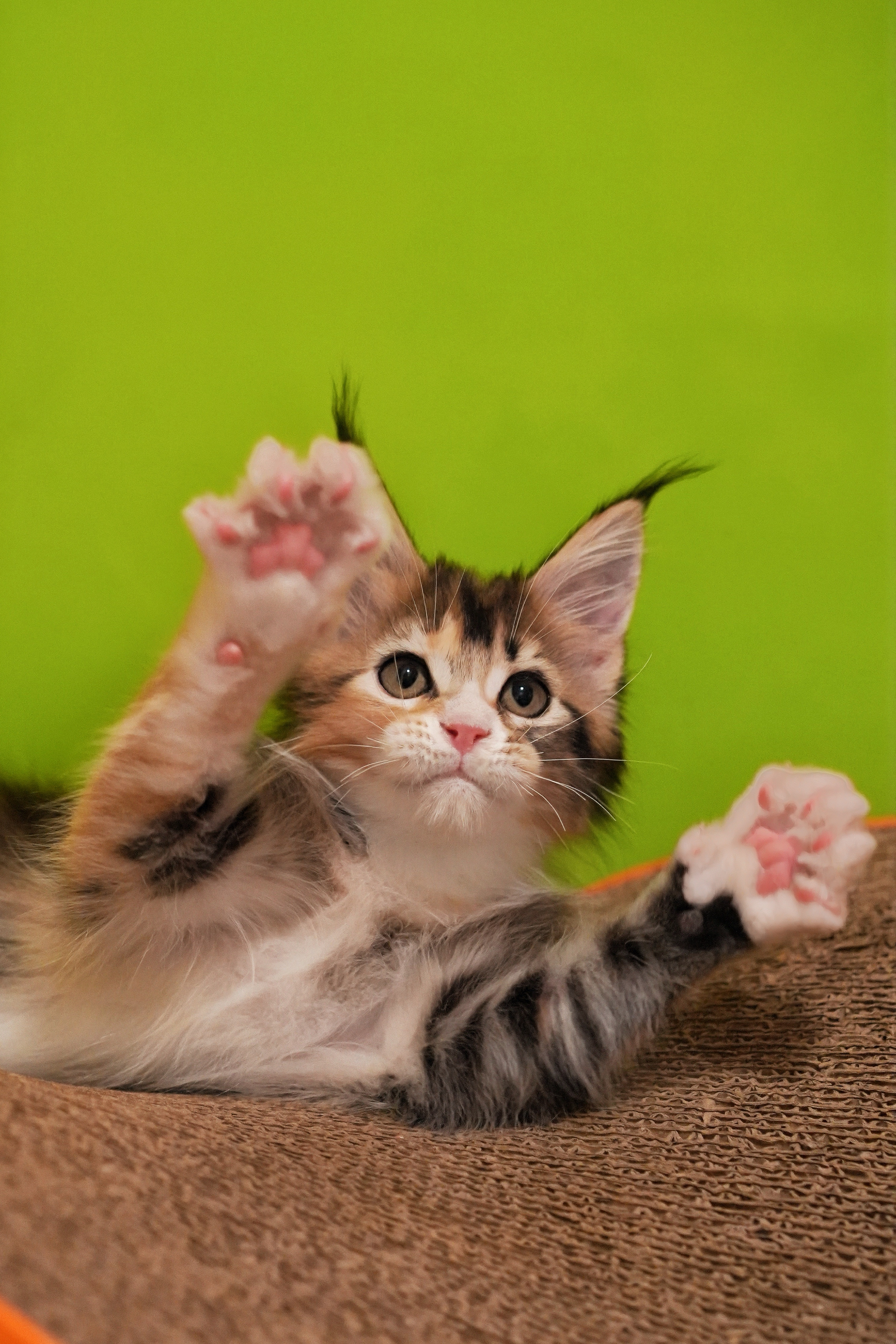 猪妹 照片 2