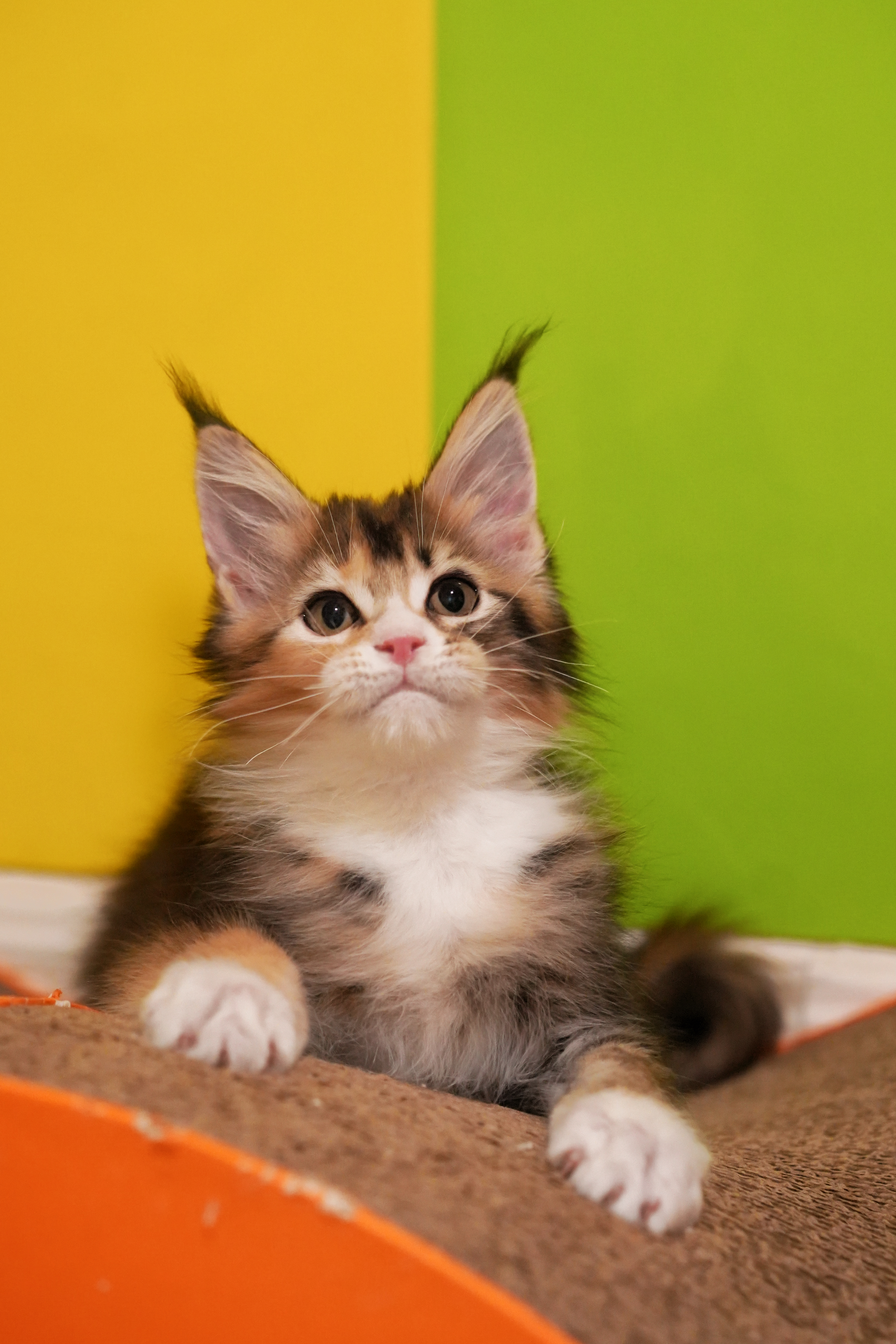 猪妹