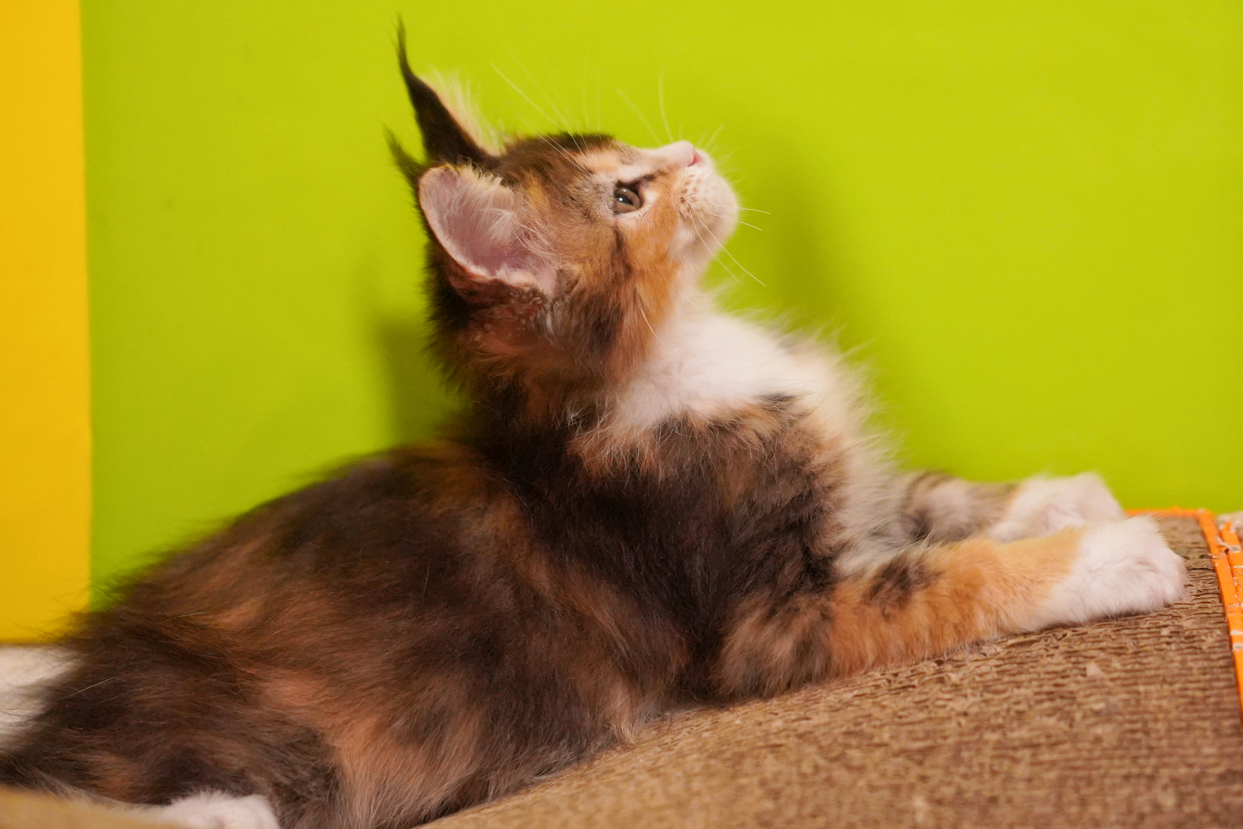 猪妹 照片 3