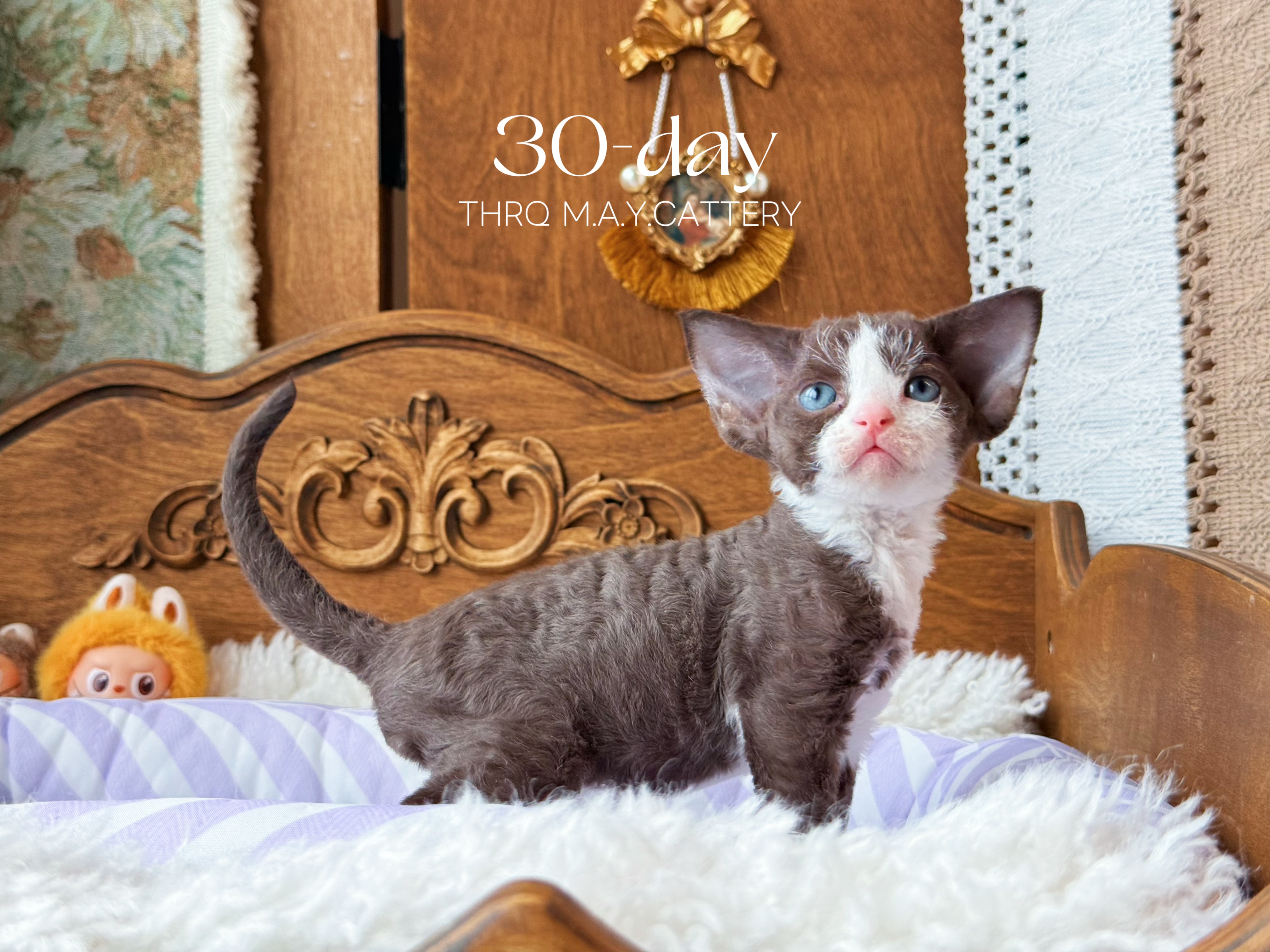 Daisy黛西 照片 7