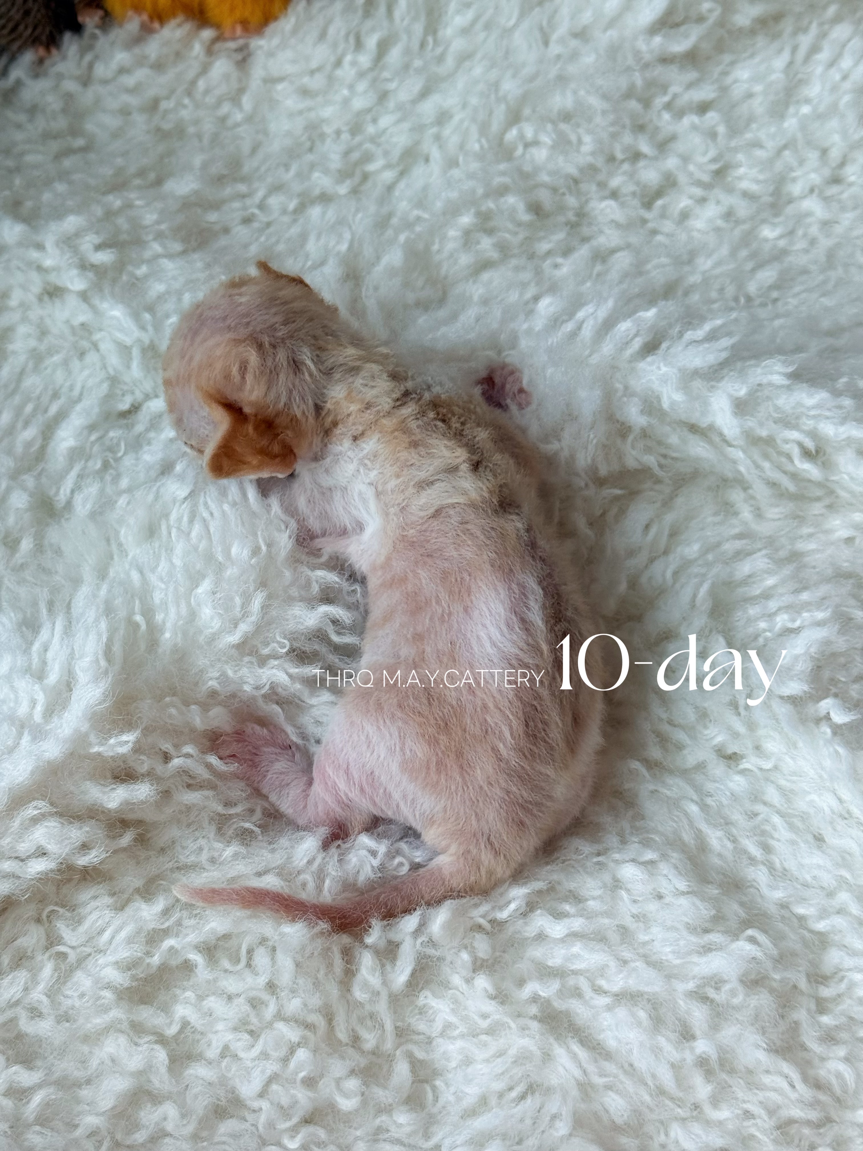 金桔 Ruby 照片 5