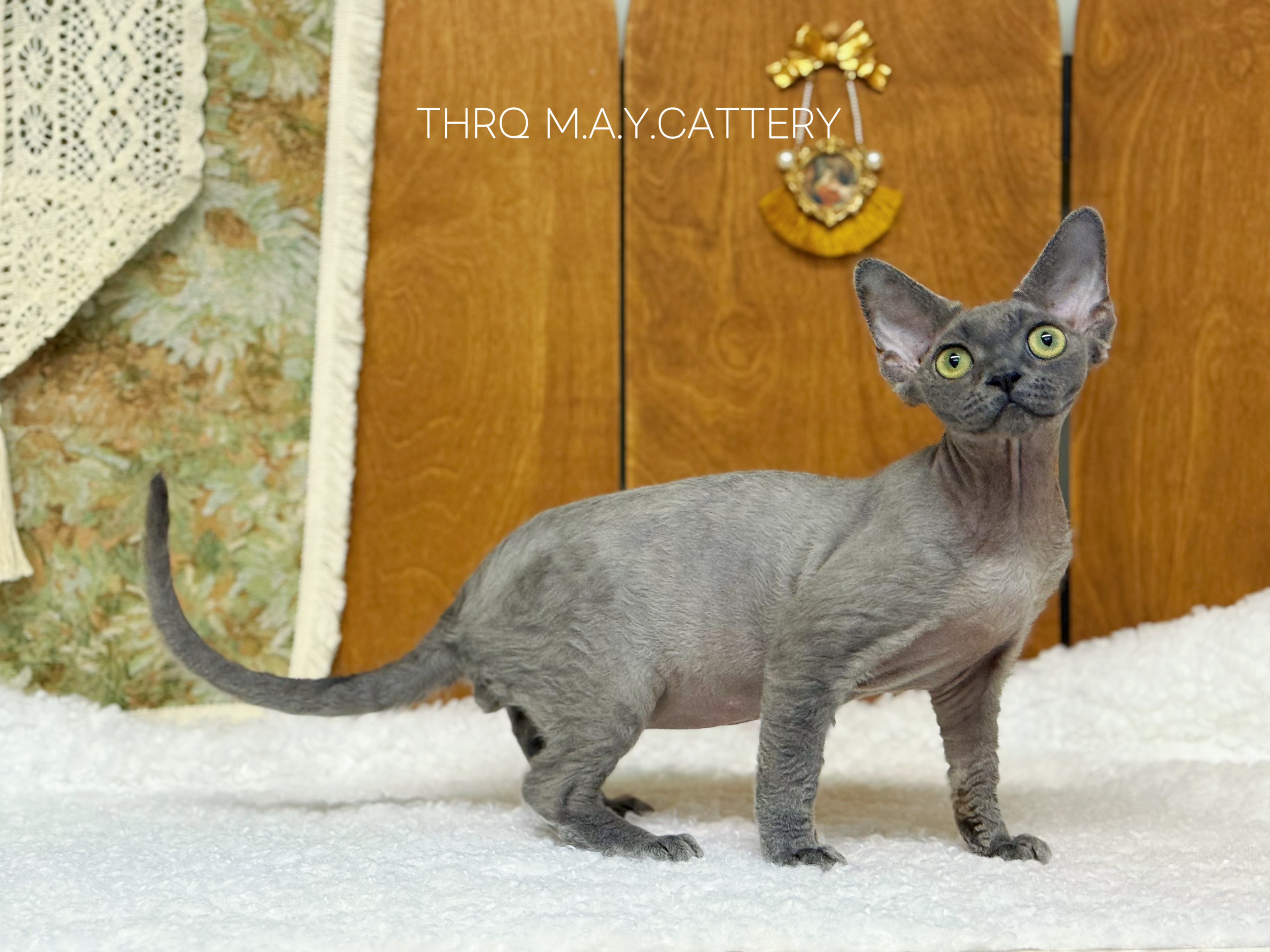 THRQ  McQueen