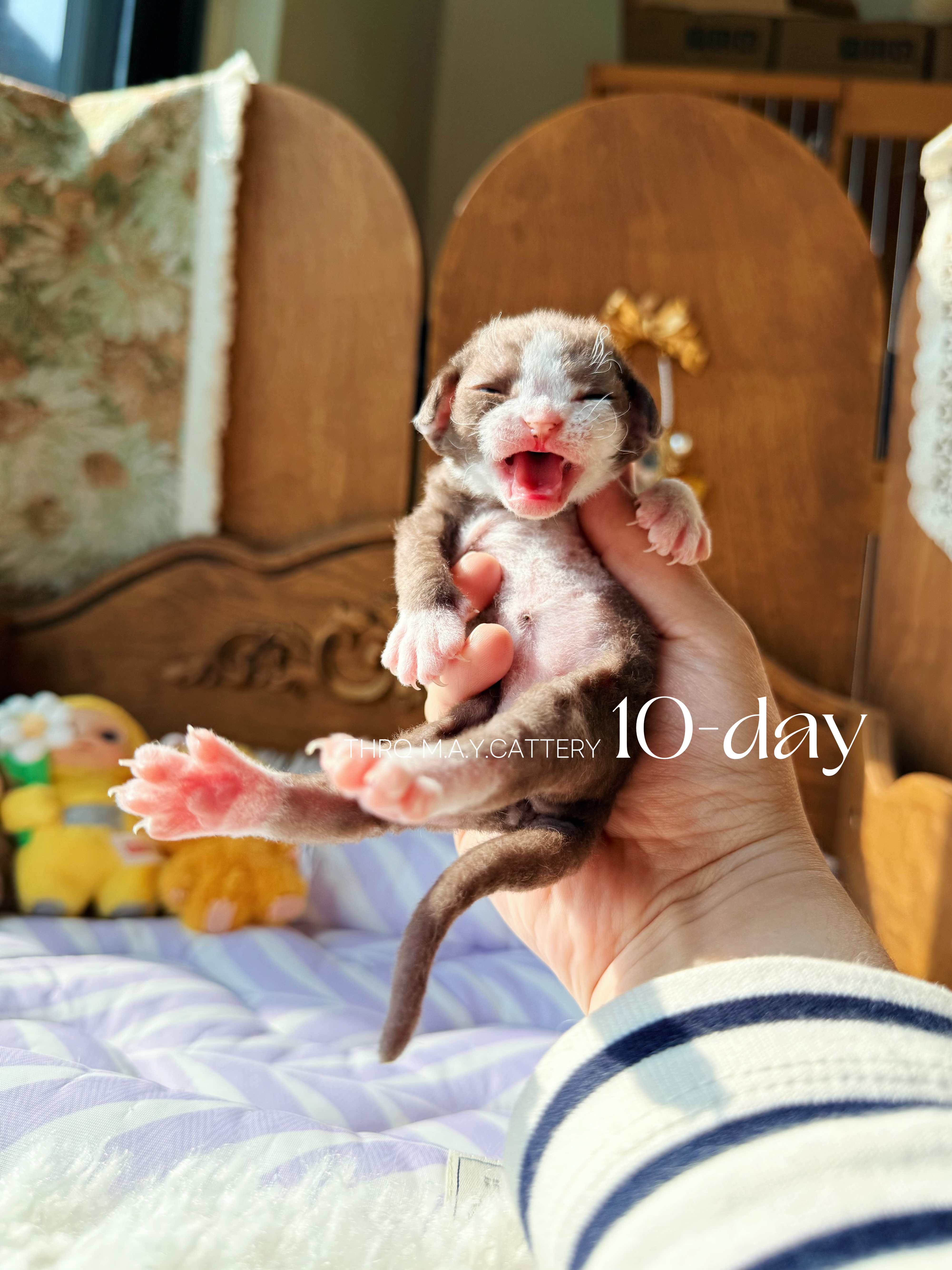 Daisy黛西 照片 9