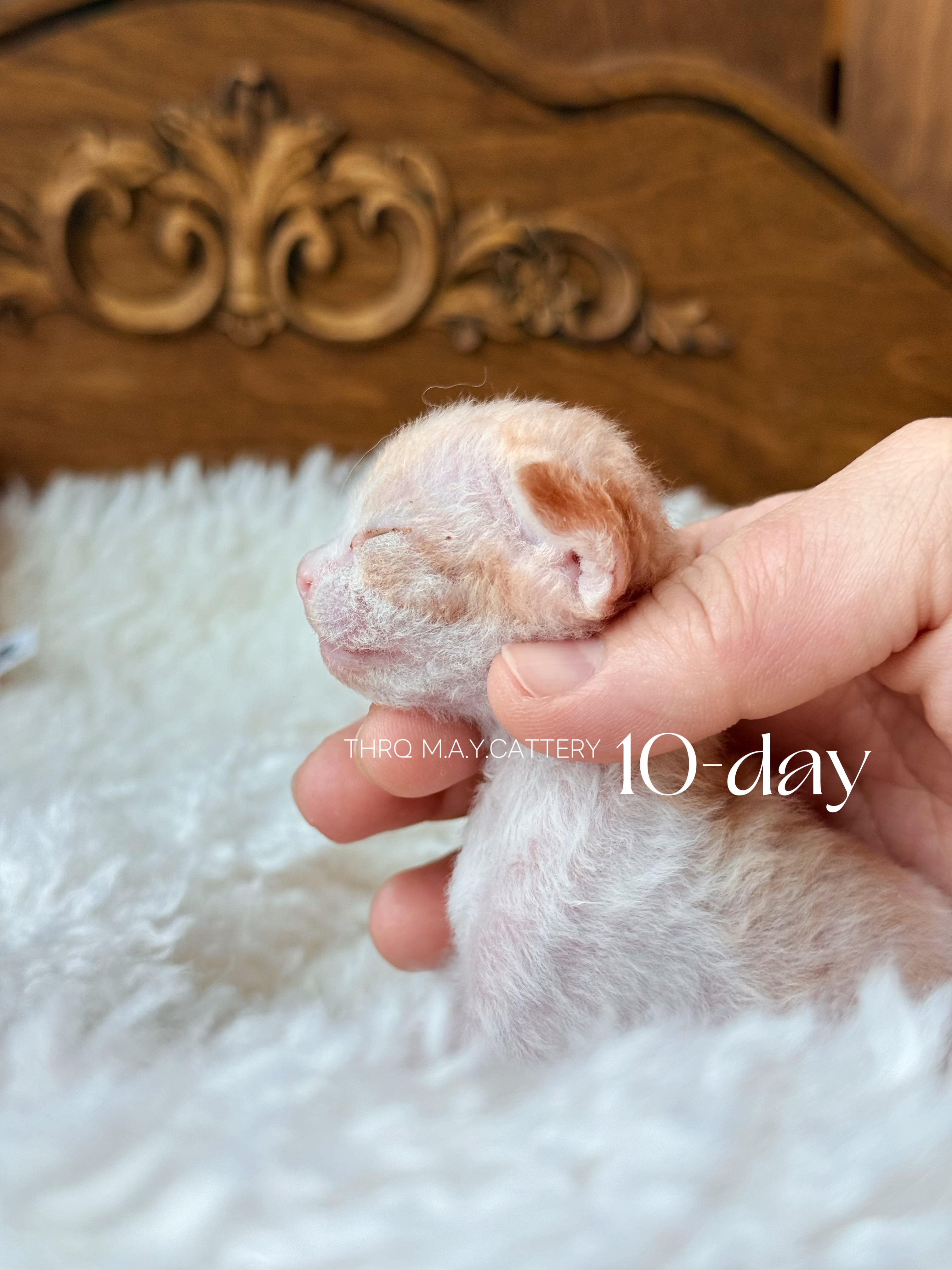 金桔 Ruby 照片 4