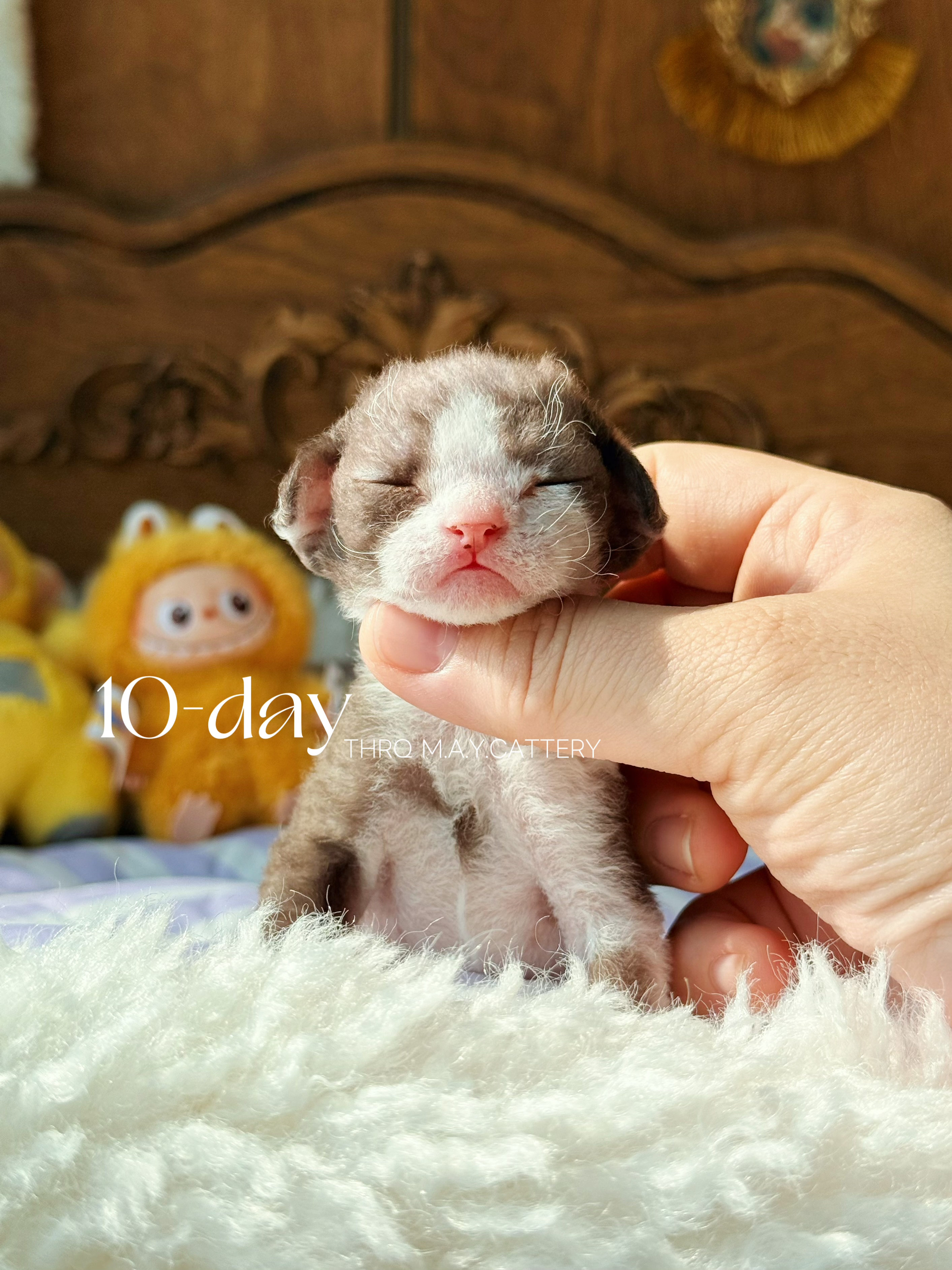 Daisy黛西 照片 8