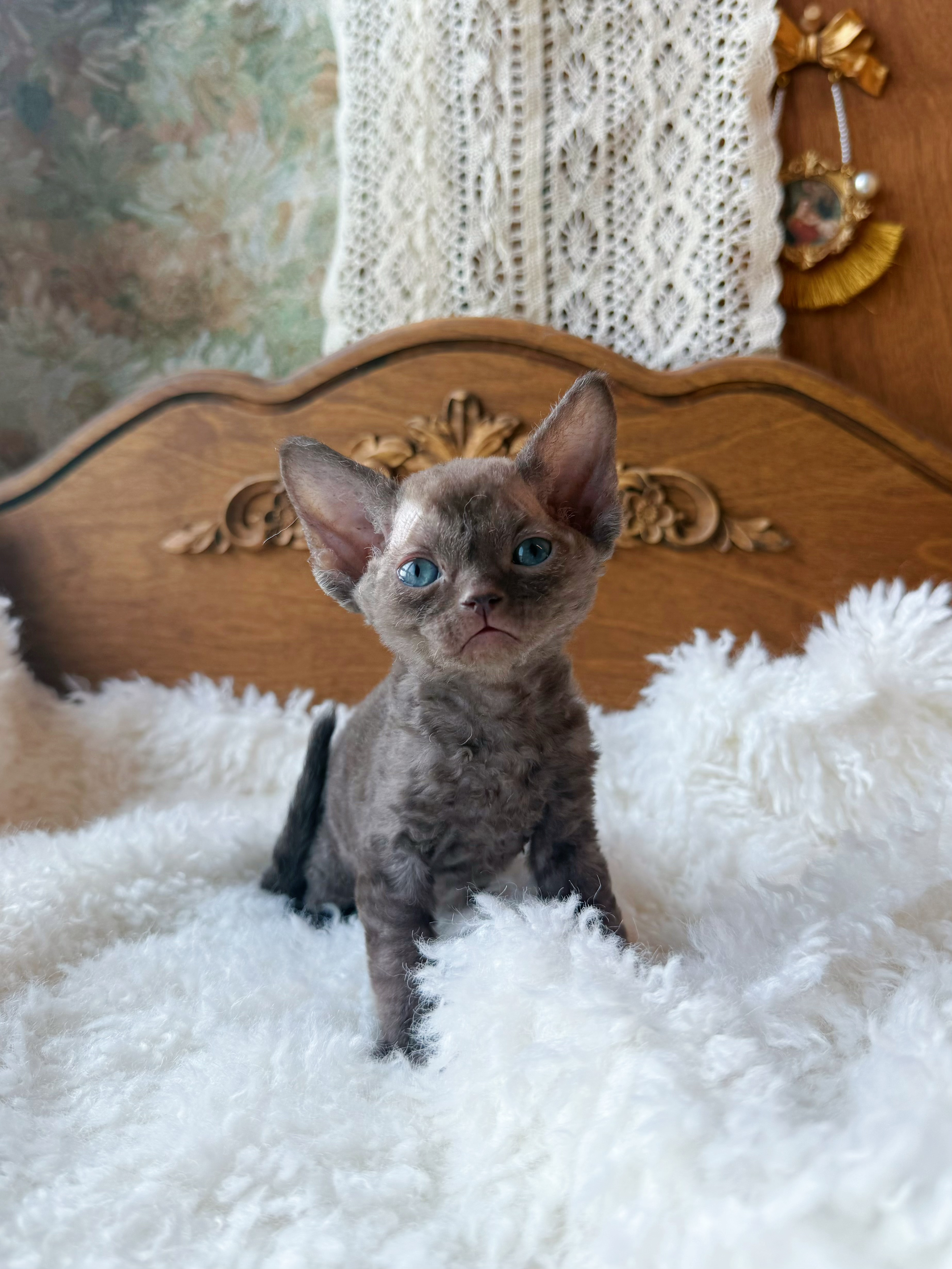 Fufu福福 照片 10