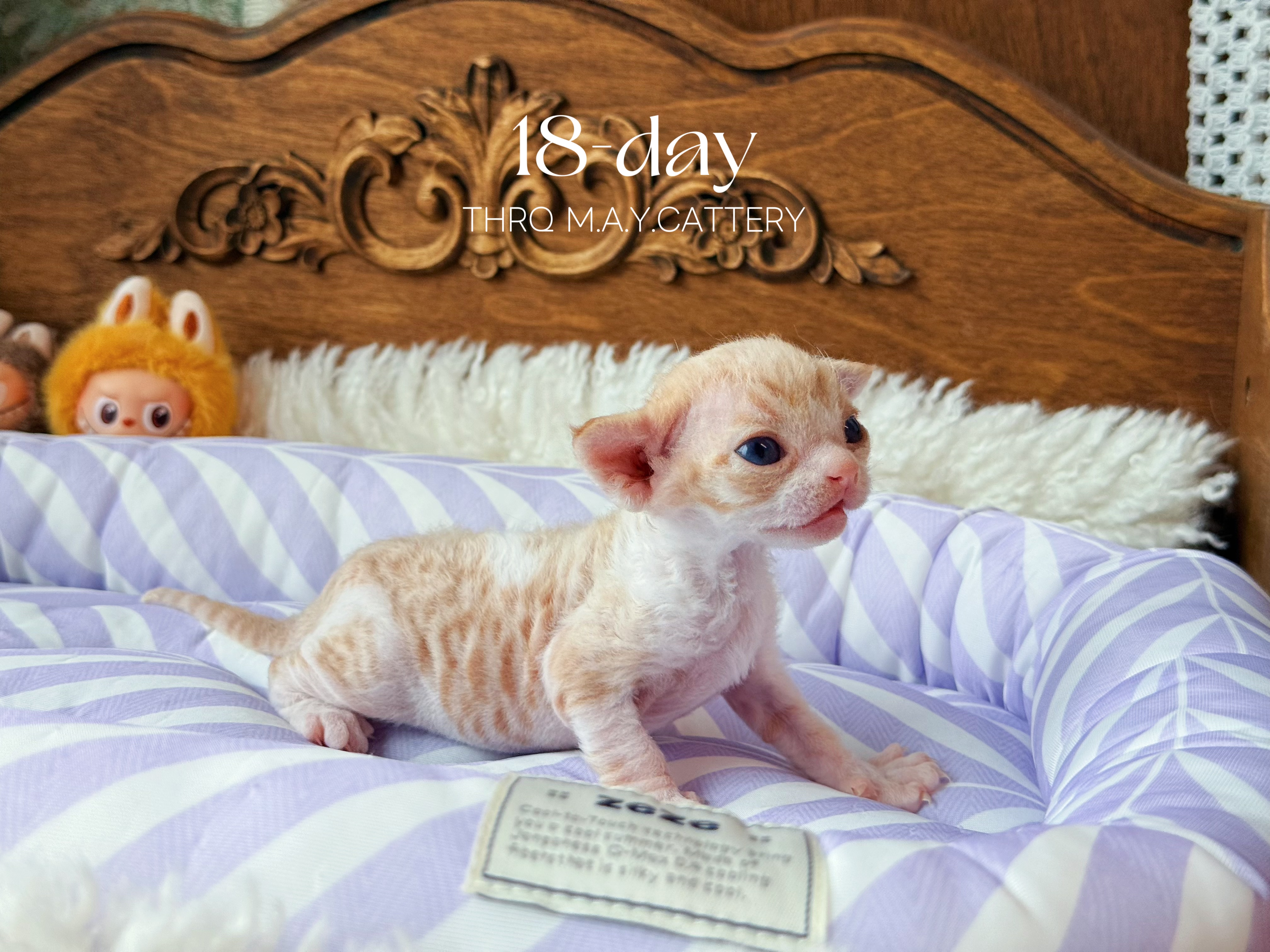 金桔 Ruby 照片 1