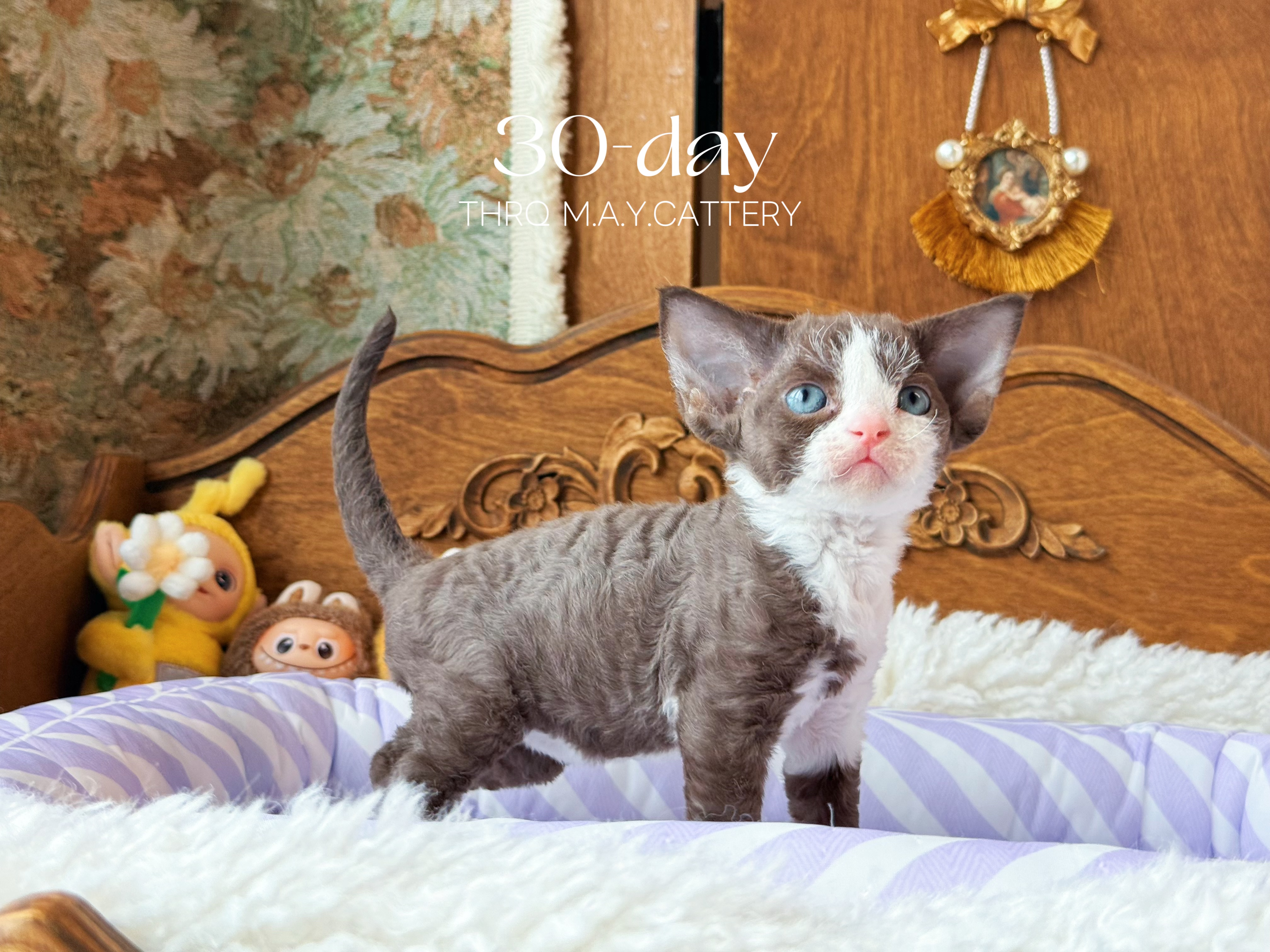 Daisy黛西 照片 6