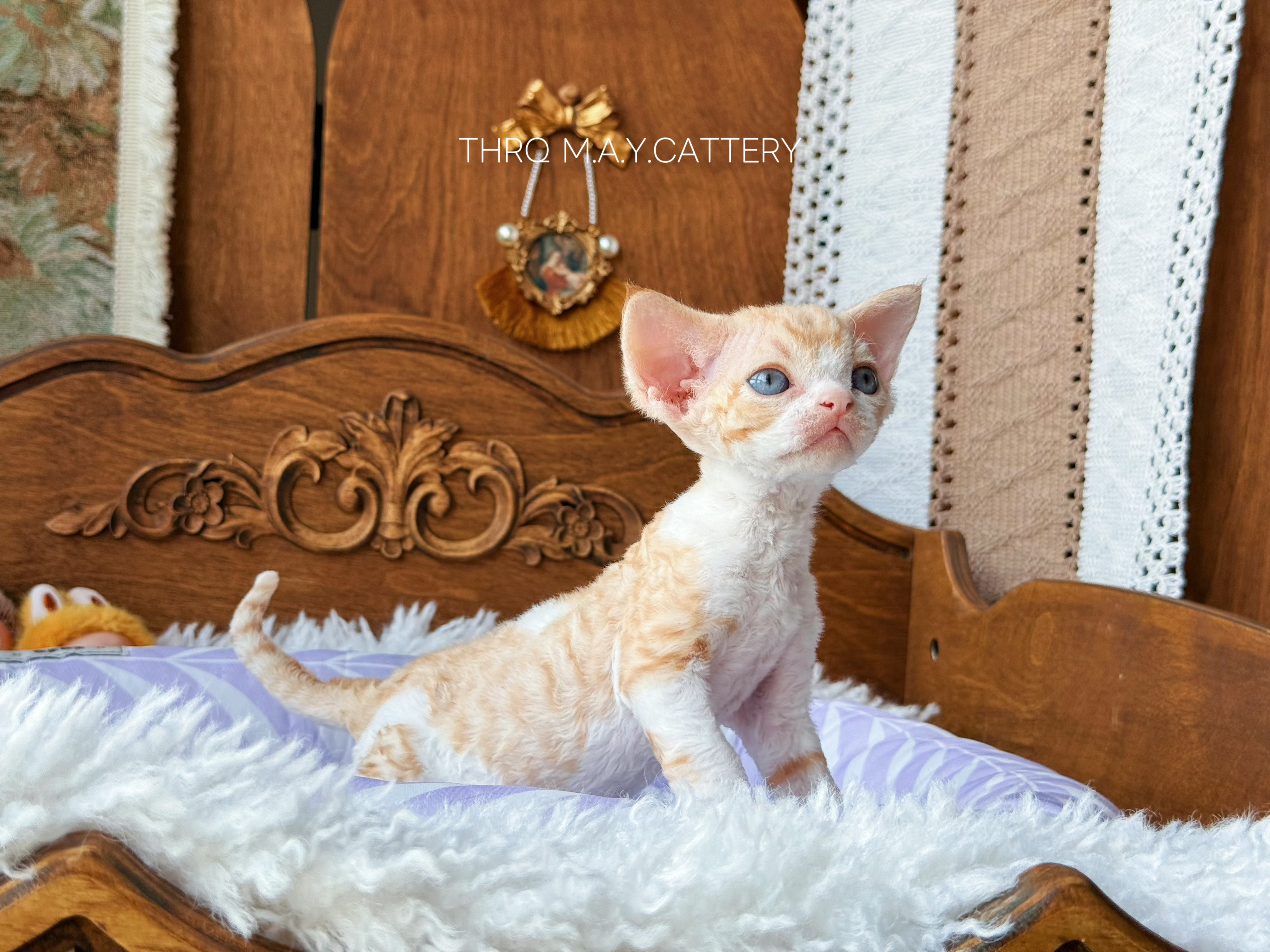 金桔 Ruby 照片 6