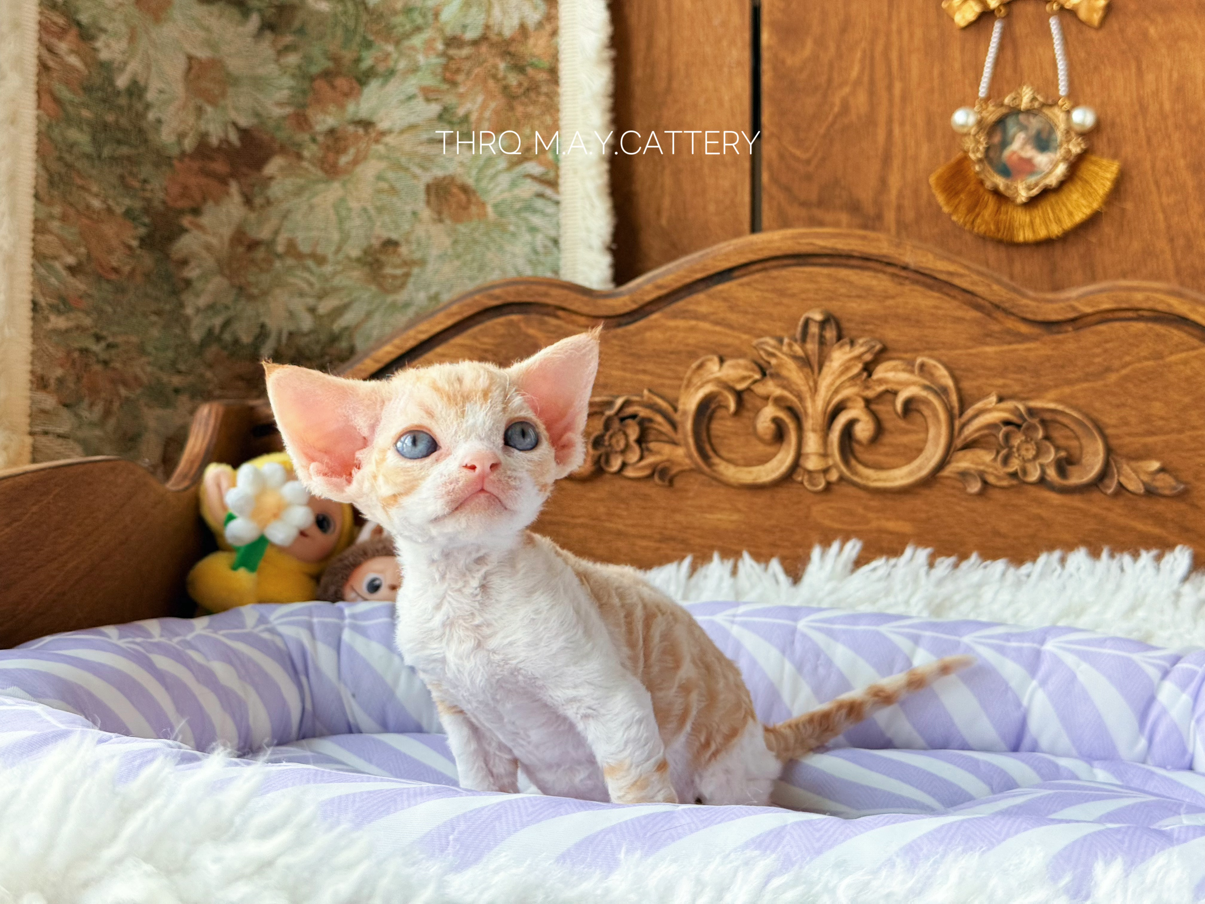 金桔 Ruby 照片 7