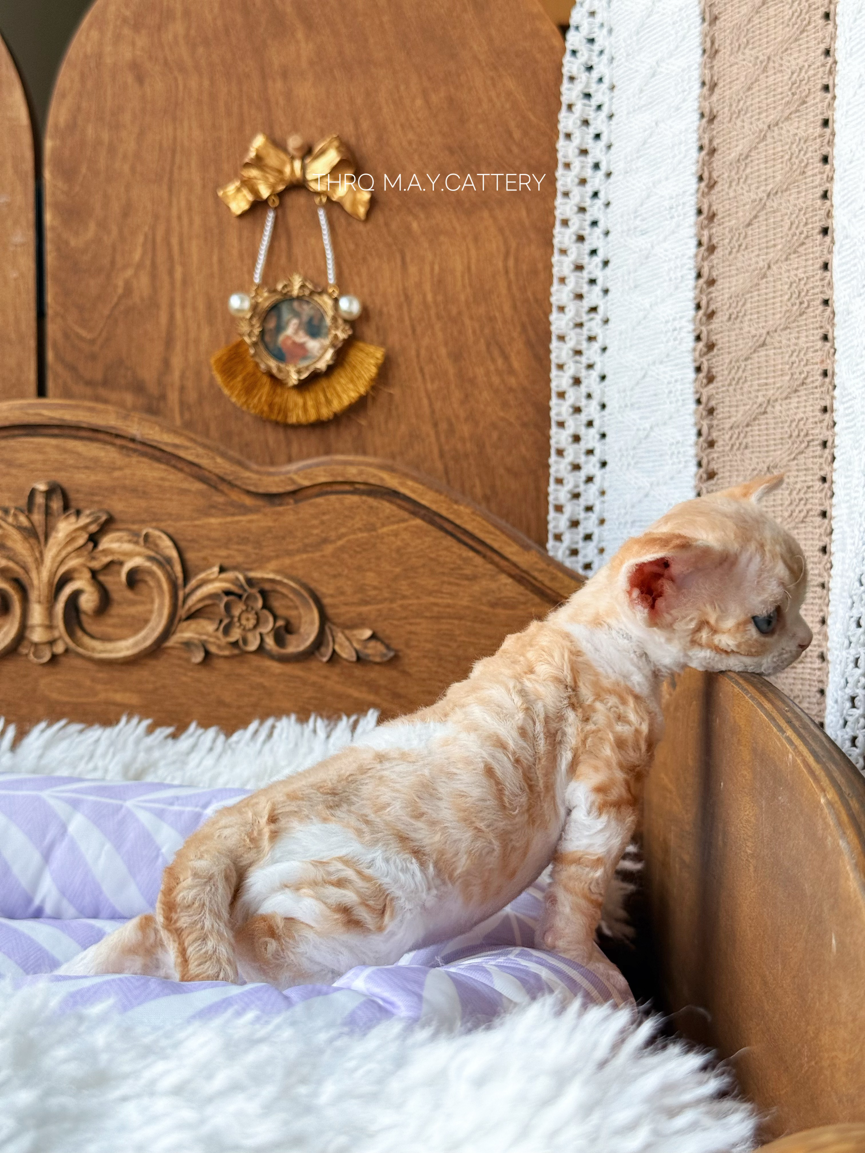 金桔 Ruby 照片 8