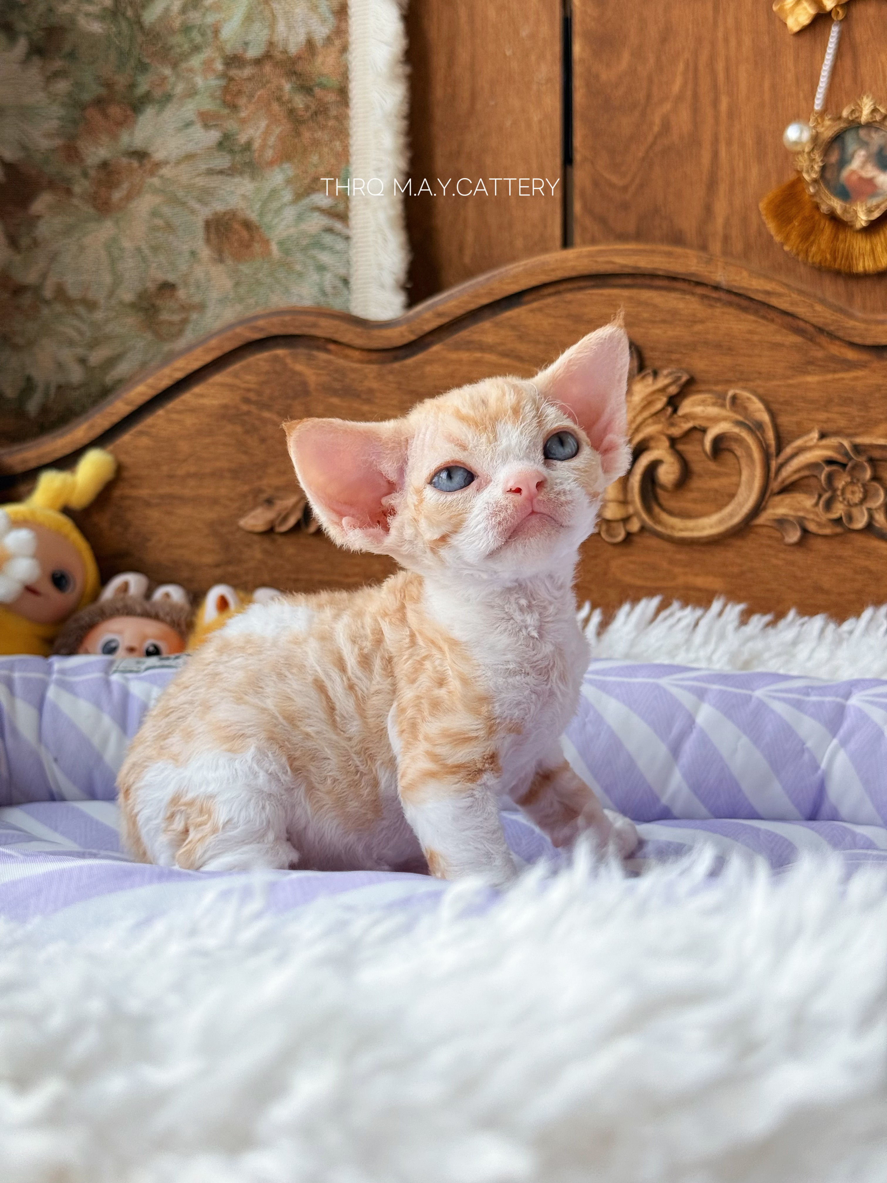 金桔 Ruby 照片 9