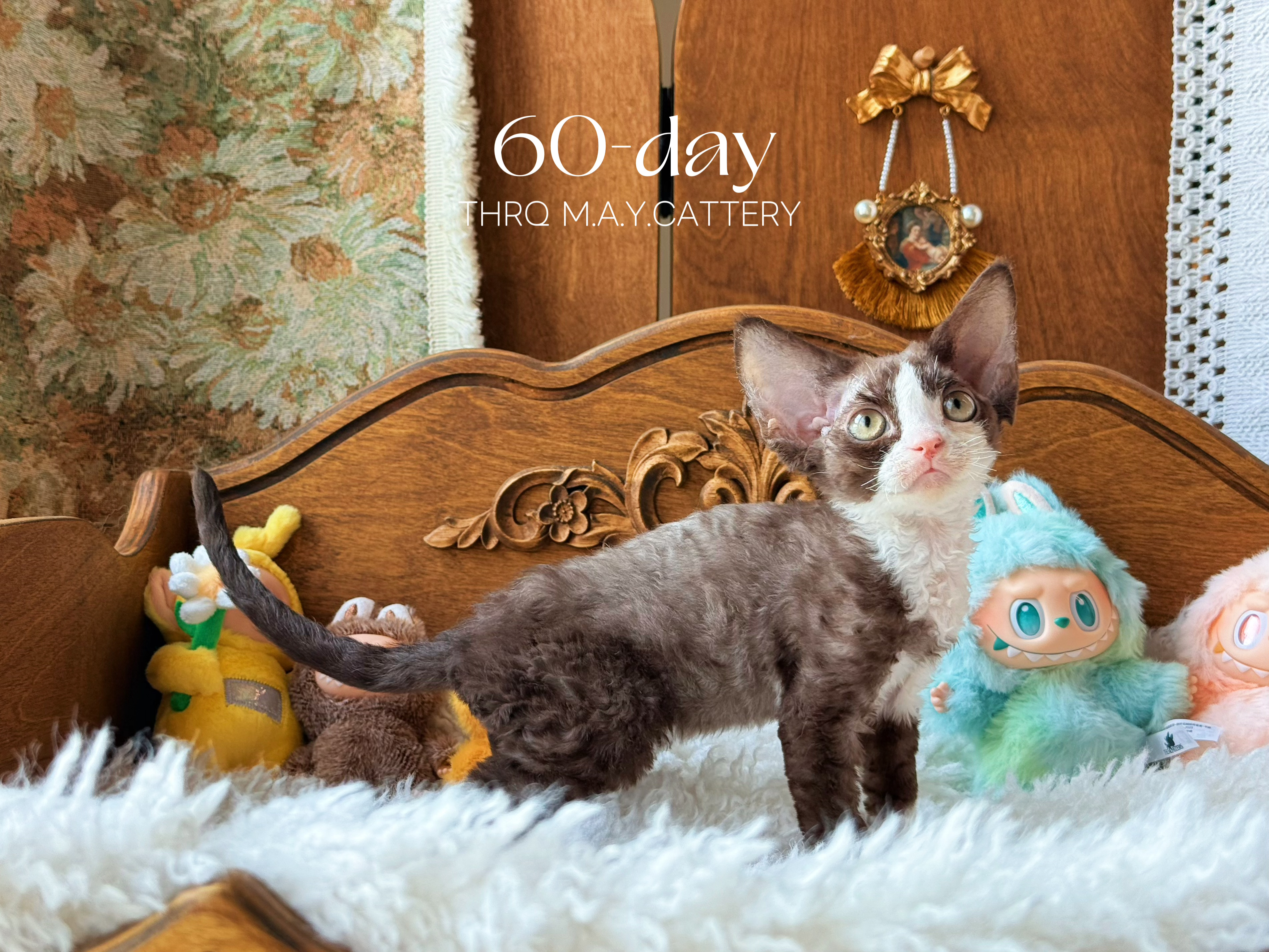 Daisy黛西 照片 4