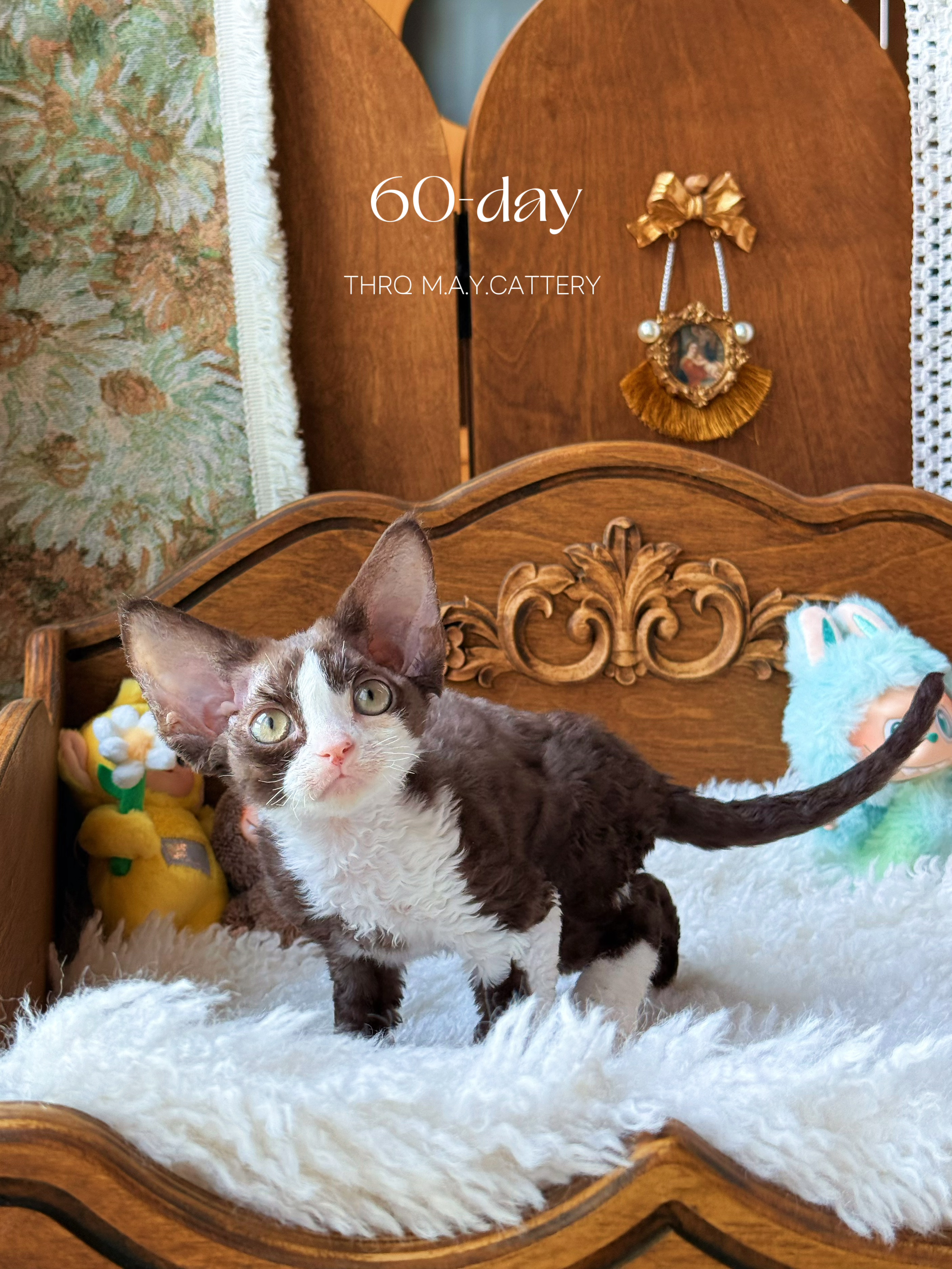 Daisy黛西 照片 2