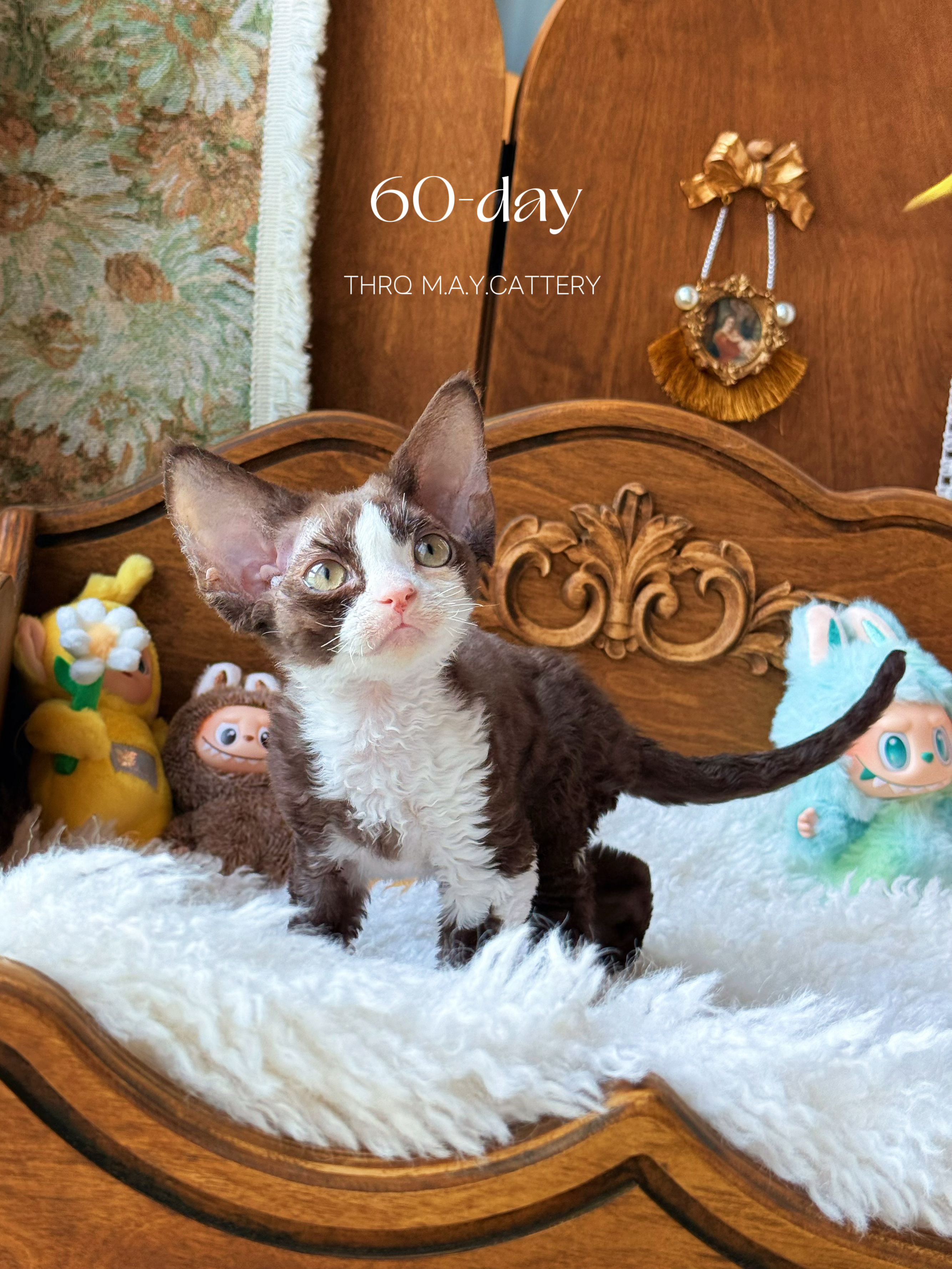 Daisy黛西 照片 3