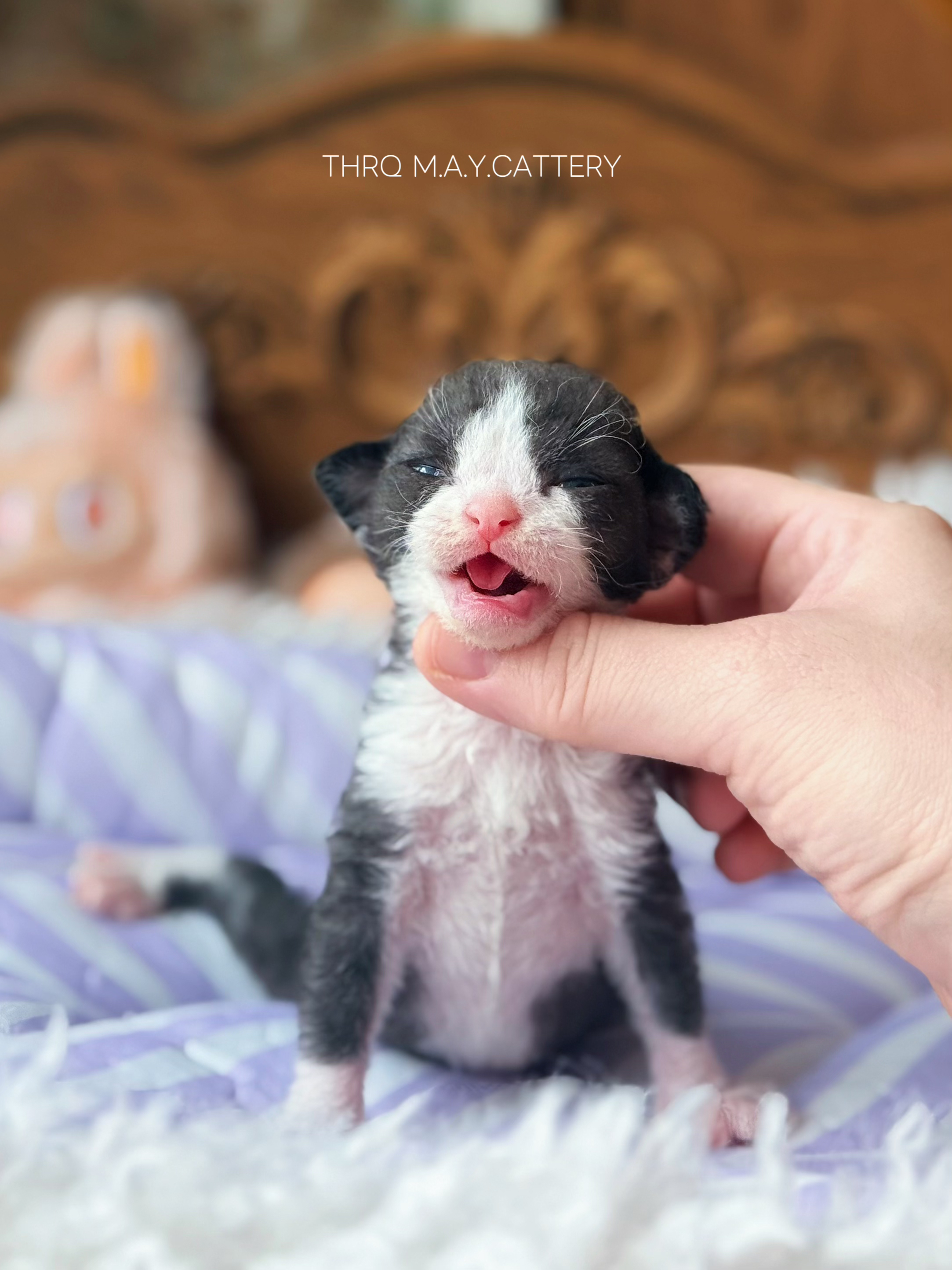 Luo 洛洛 照片 4