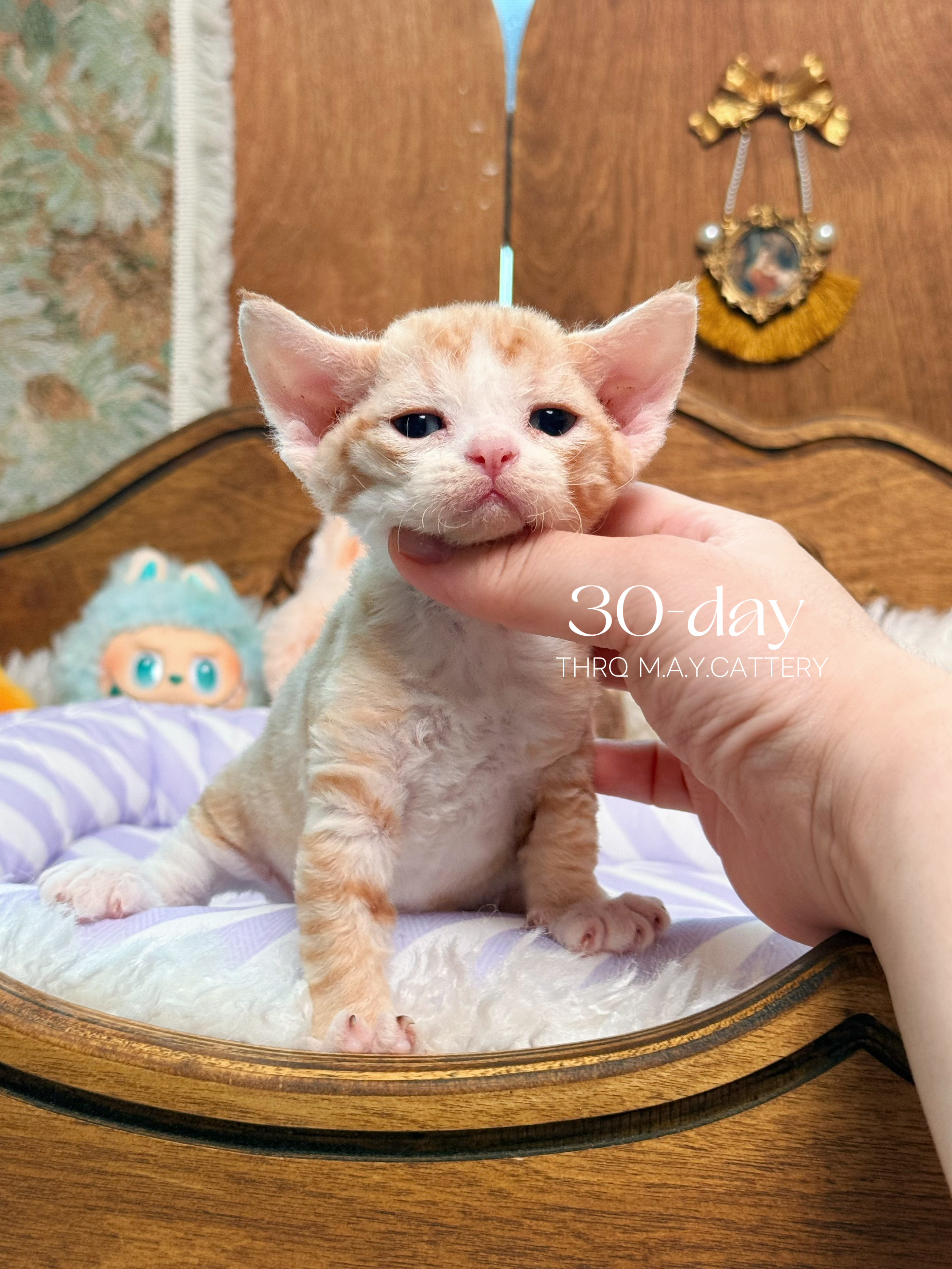 Happy 照片 4