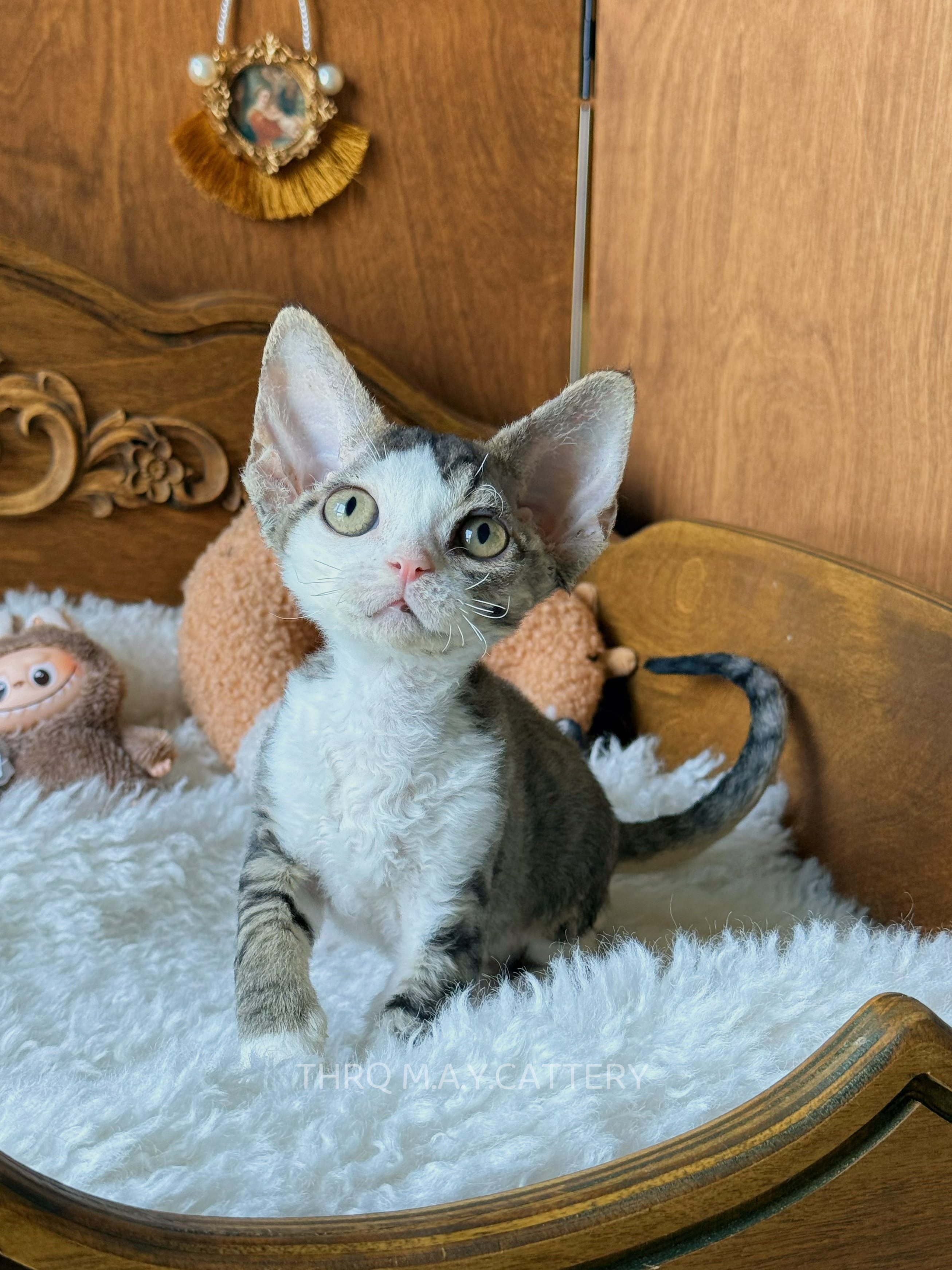Fifi 妃妃