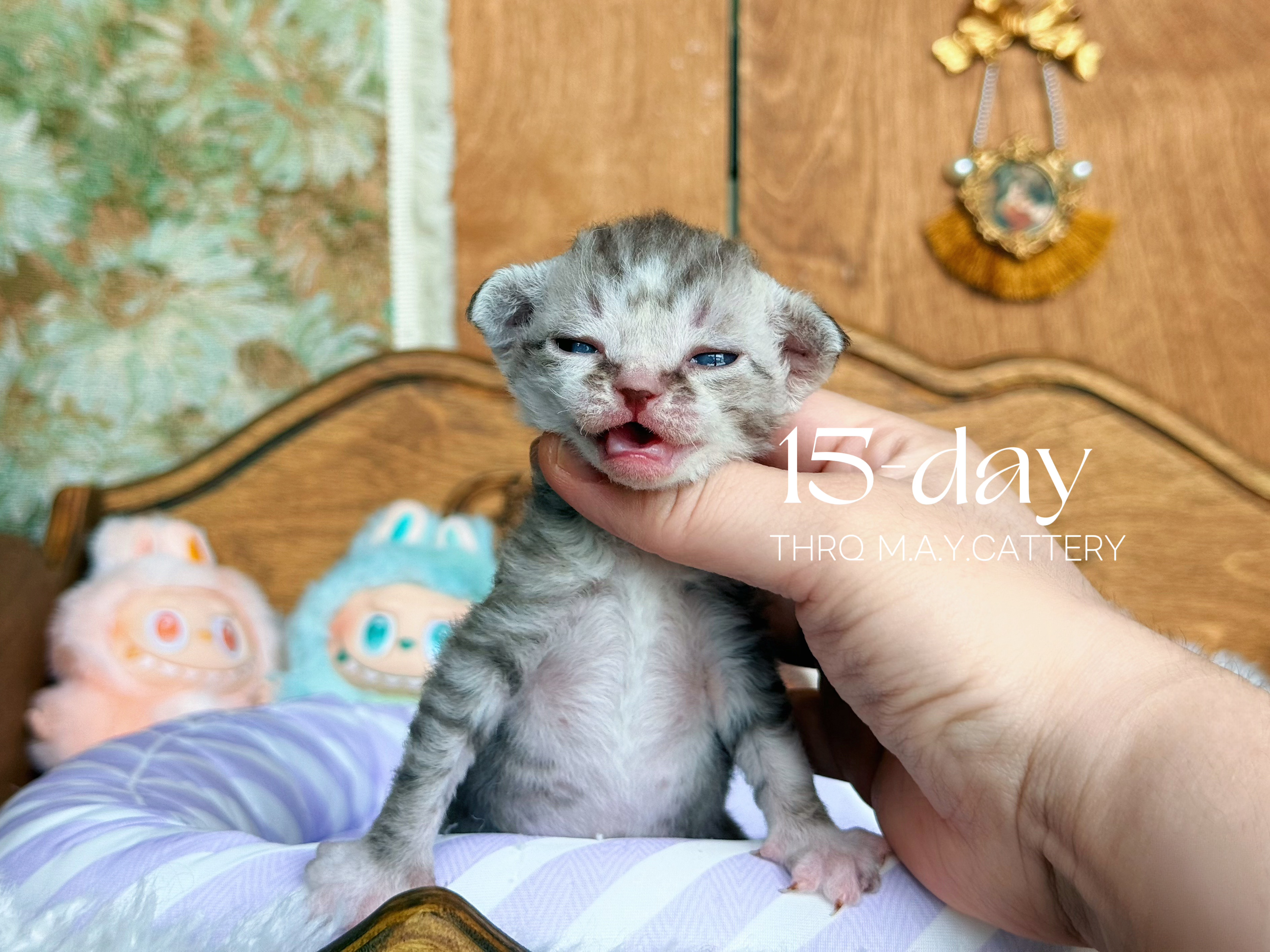 二芽儿 6