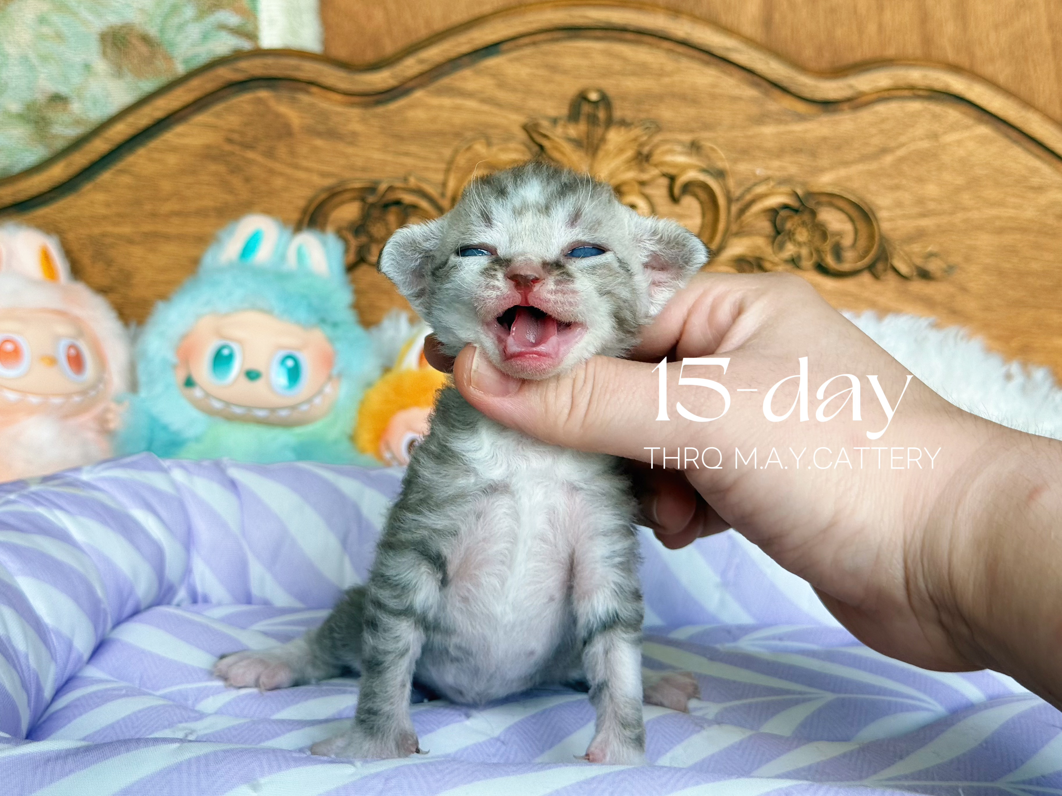 二芽儿 7