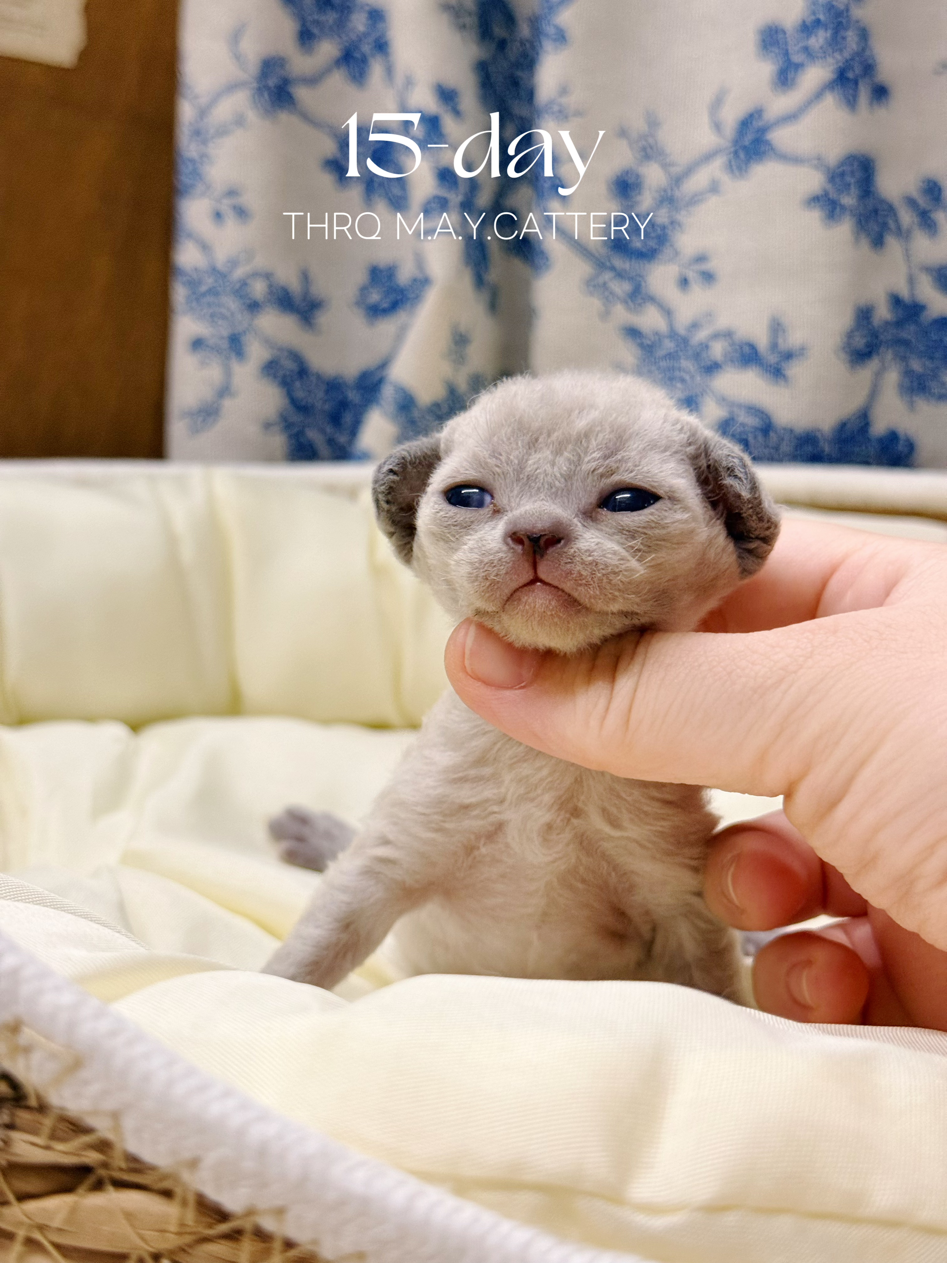 沐沐 7