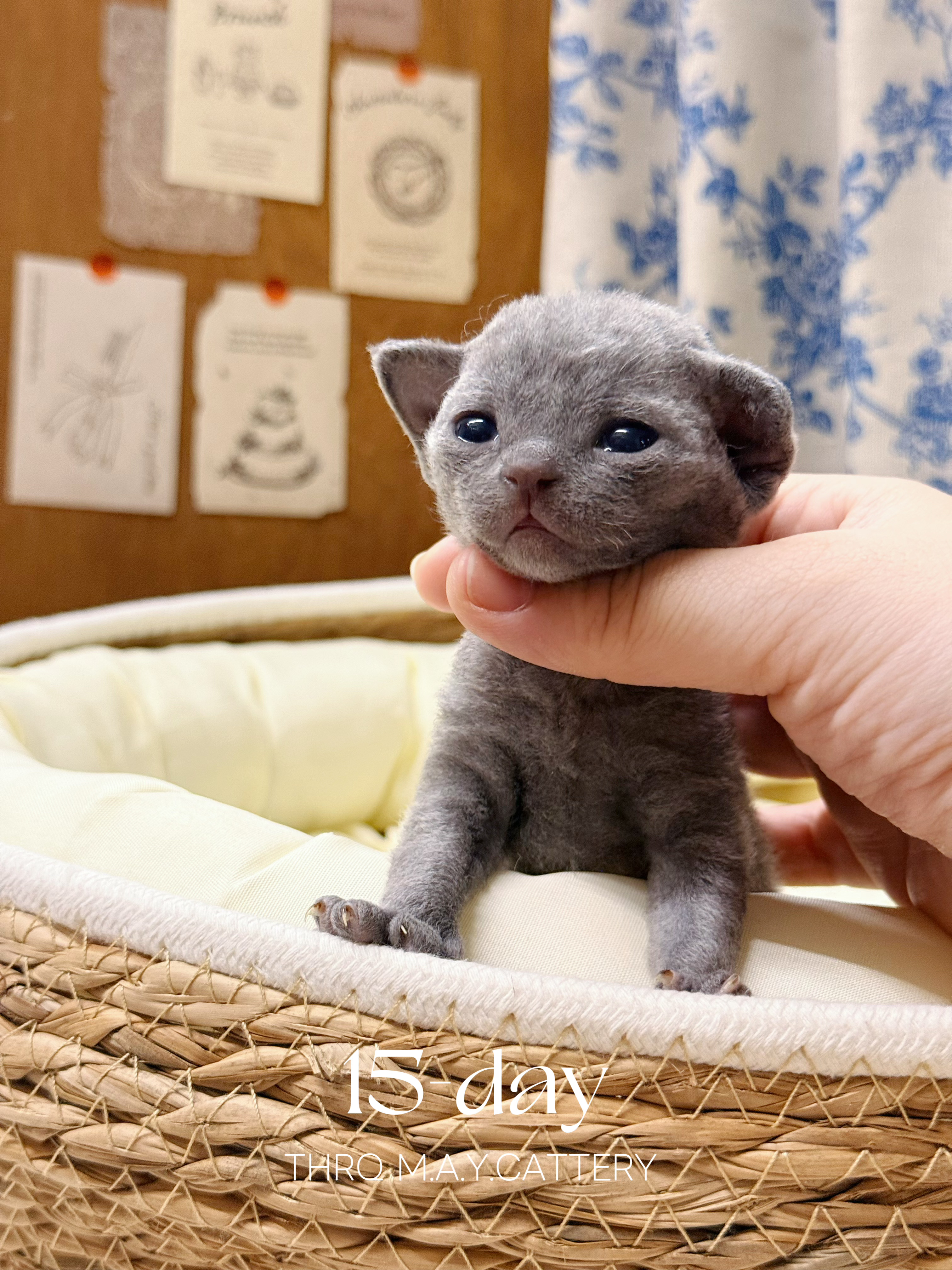 苗苗 6