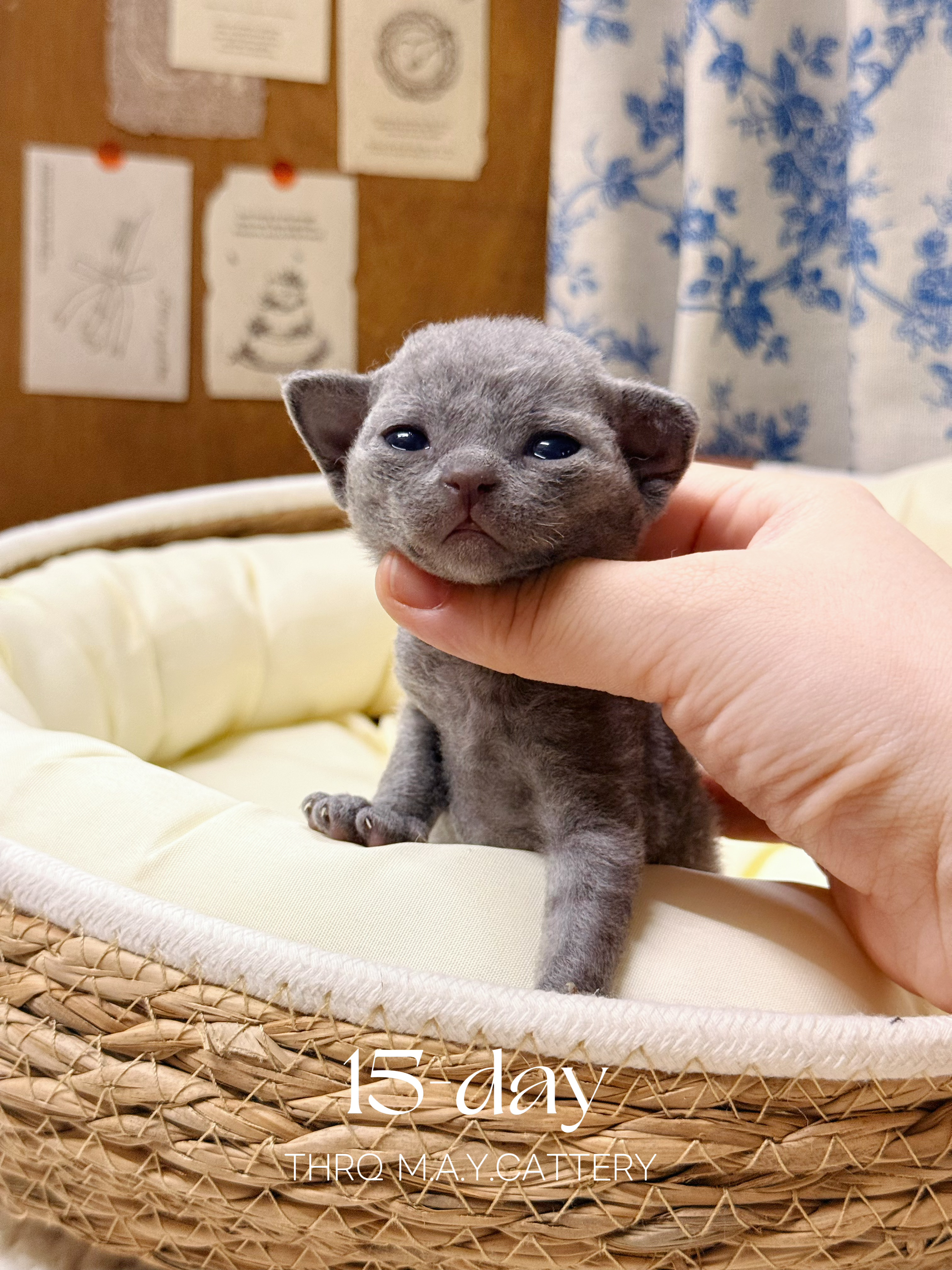 苗苗 7