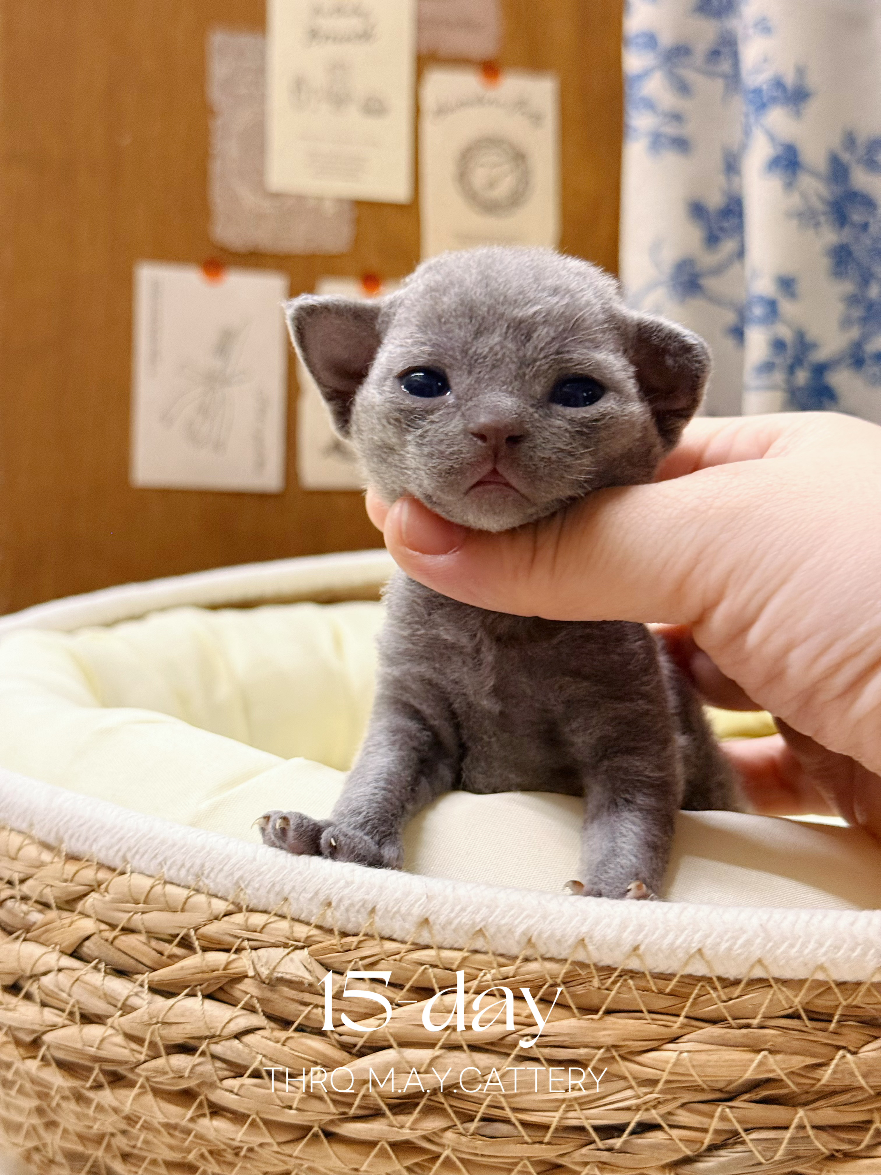 苗苗 8
